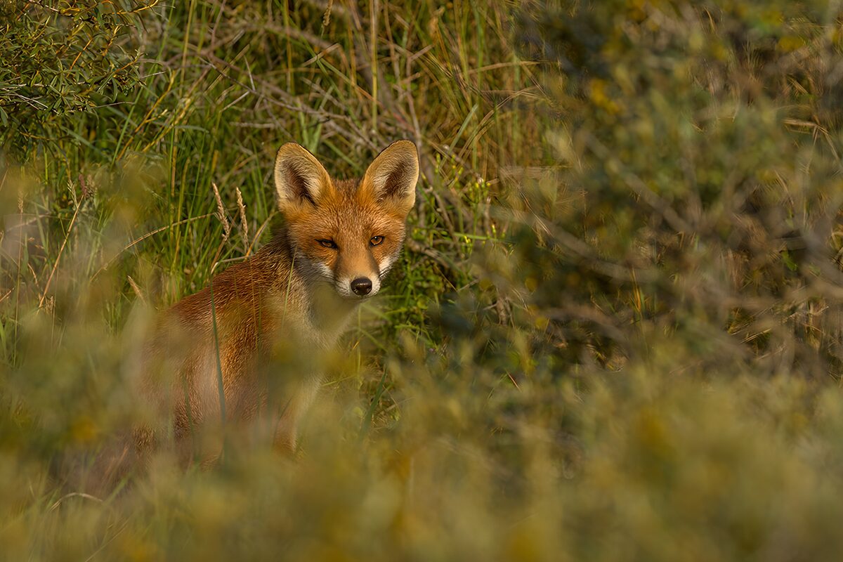 TPDE88974: Schüchterner Fuchs in der Wildnis