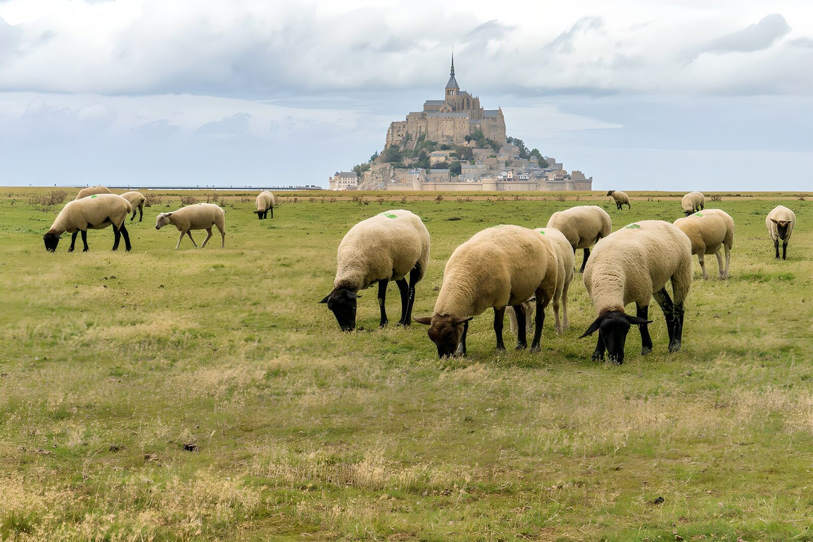 TPDE44804: Schafe vor dem Mont Saint-Michel