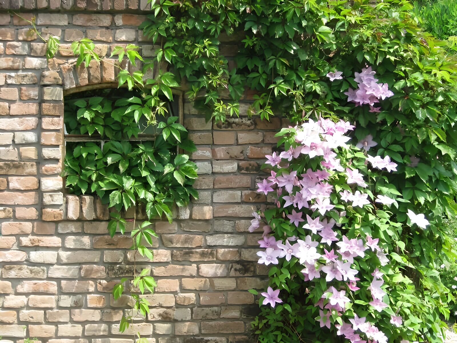 TPDE60623: alte Mauer bewachsen mit lilafarbenen Blumen und Efeu