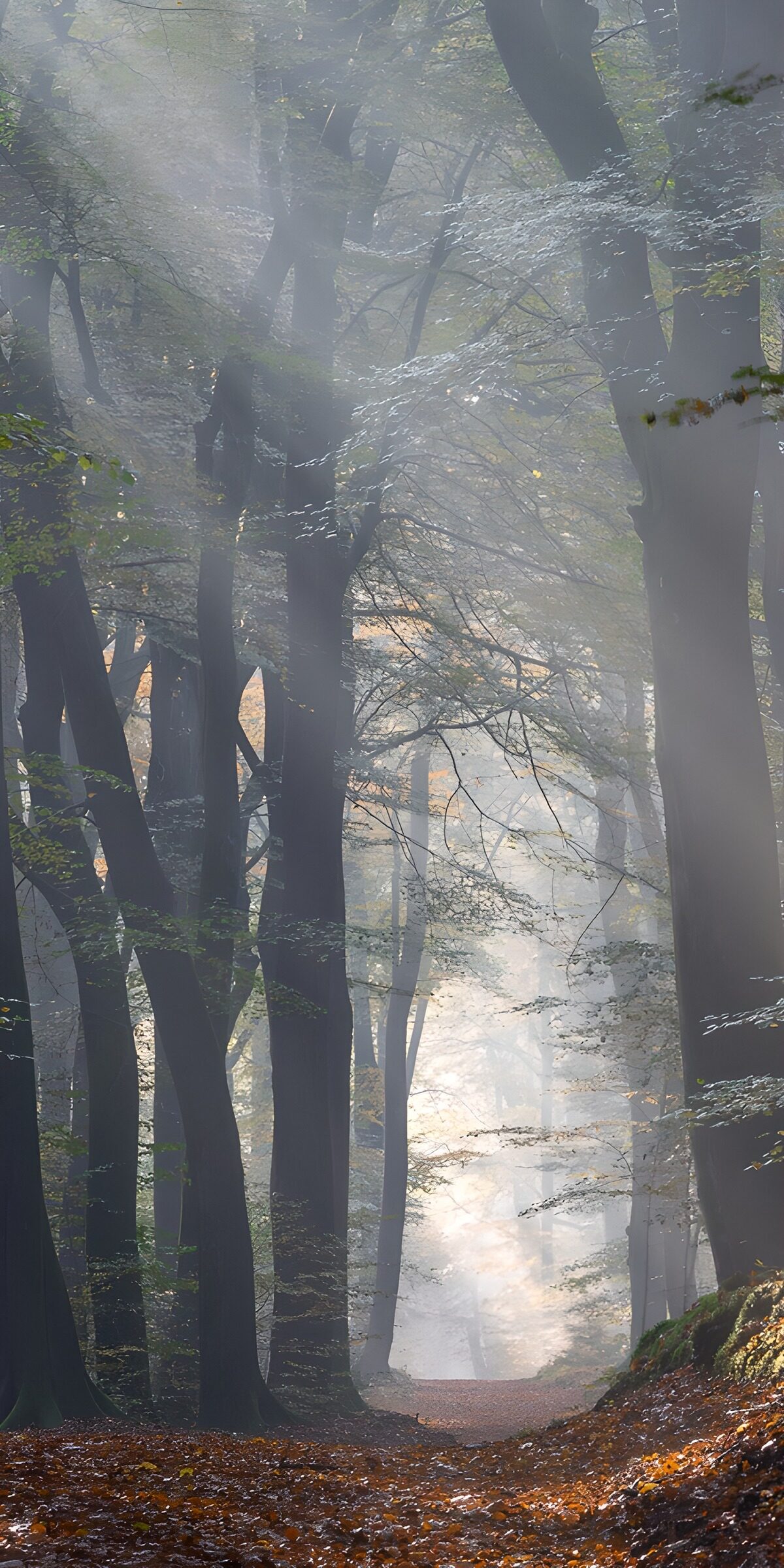 TPDE25266: Mystischer Wald im Nebel