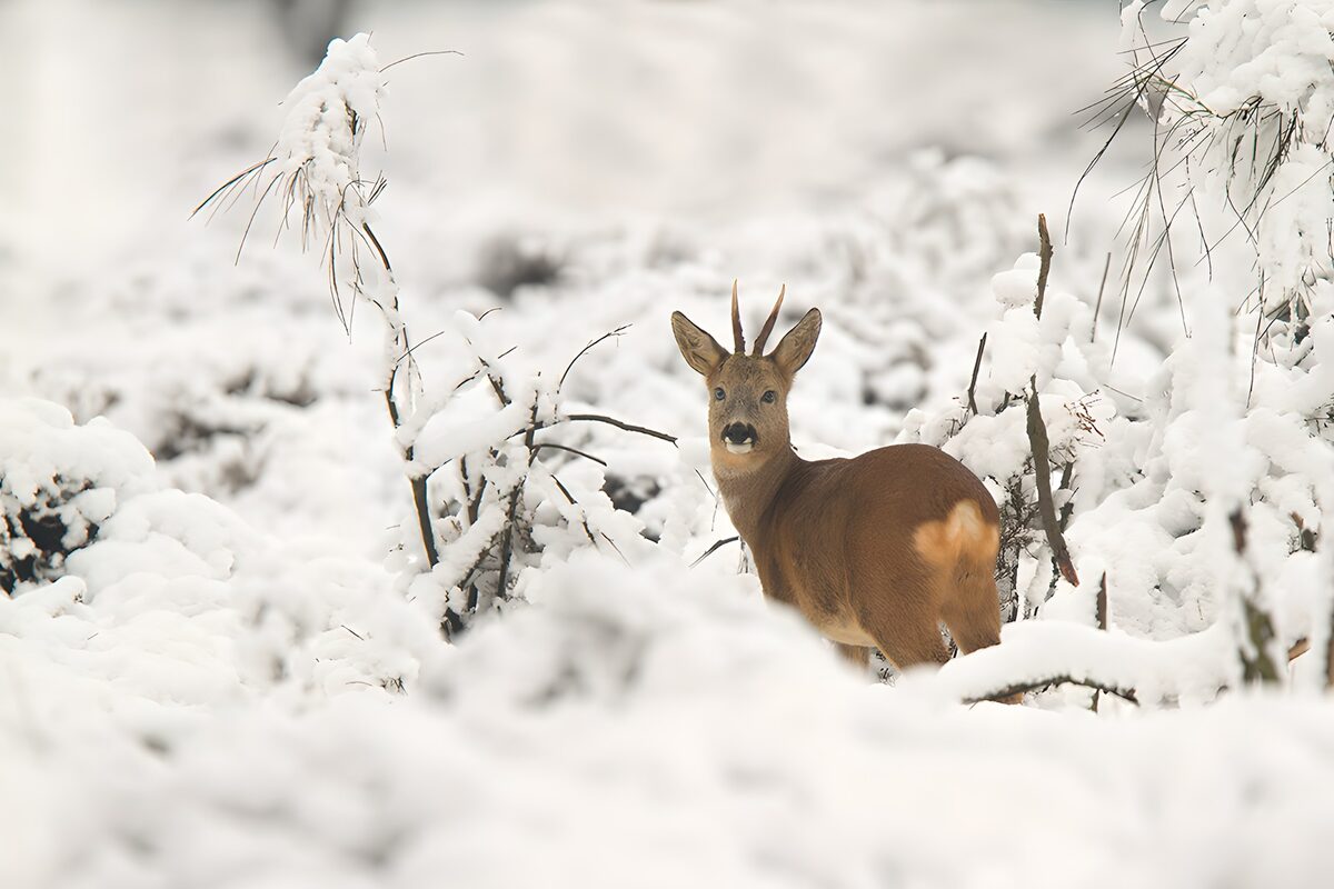 TPDE23396: Reh im verschneiten Wald