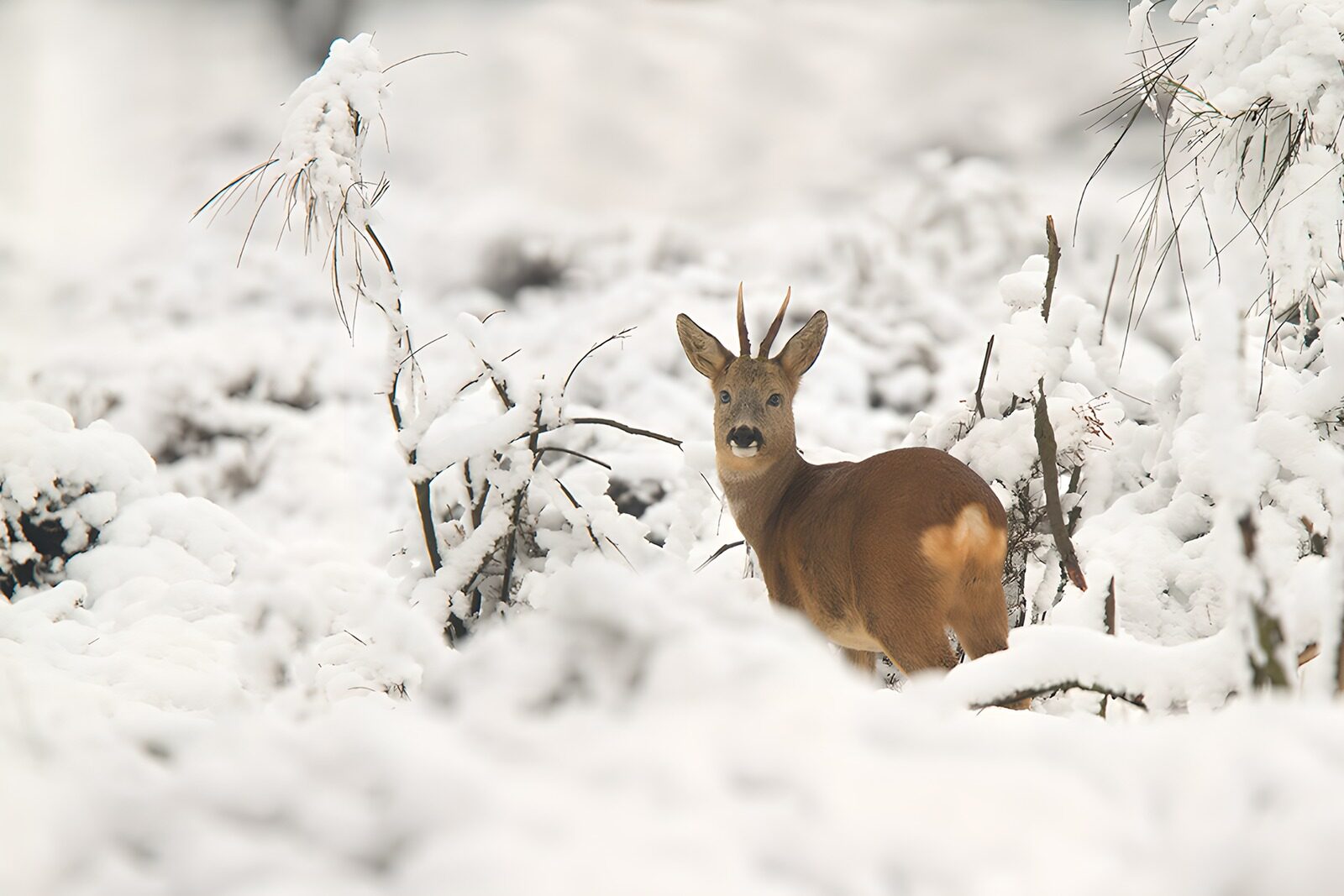 TPDE23396: Reh im verschneiten Wald