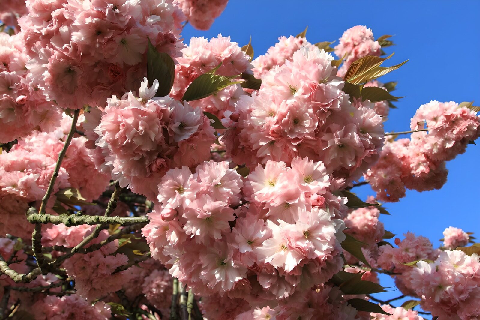 TPDE61281: Rosarote Blüten der Zierkirsche gen blauen Himmel