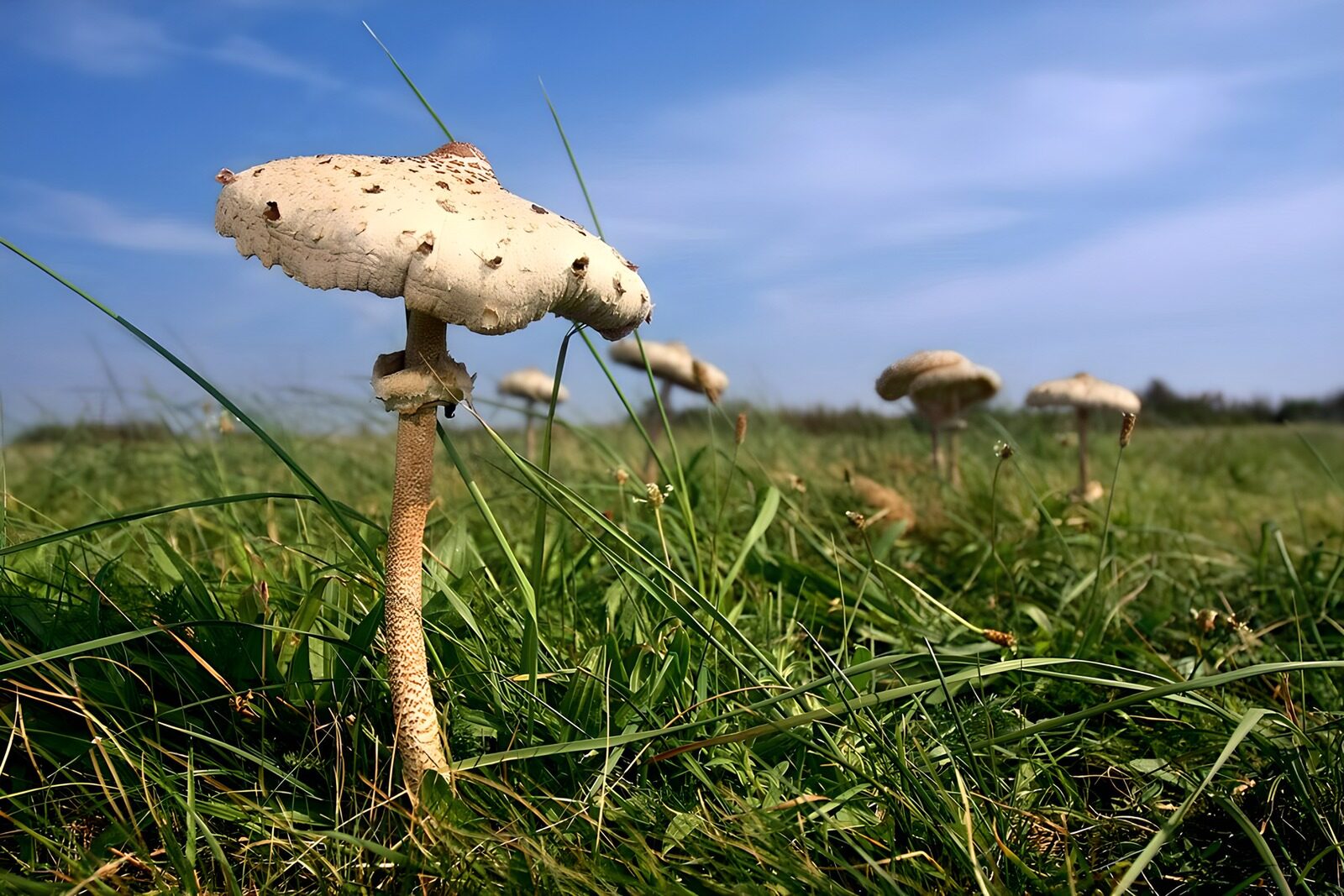 TPDE15930: Große Pilze im sonnigen Grasfeld