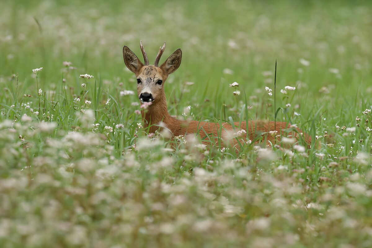 TPDE93070: Rehbock im blühenden Gras