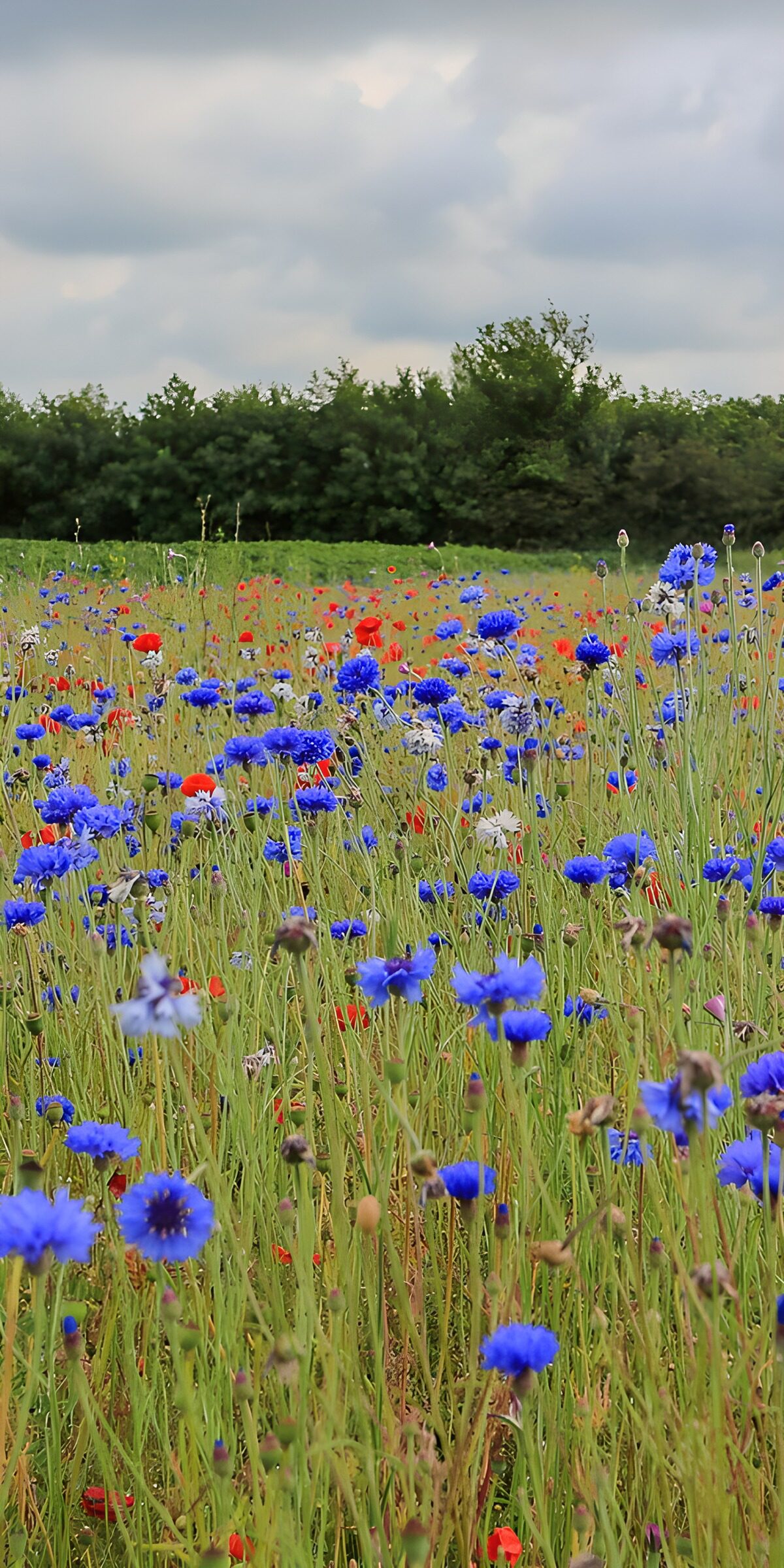 TPDE43316: Blumenfeld im Sommer