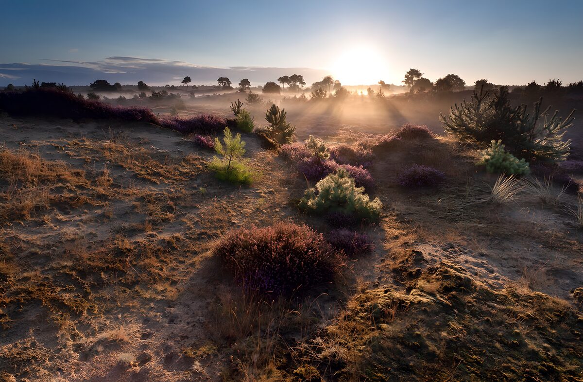 TPDE98450: Sonnenaufgang über der Heide