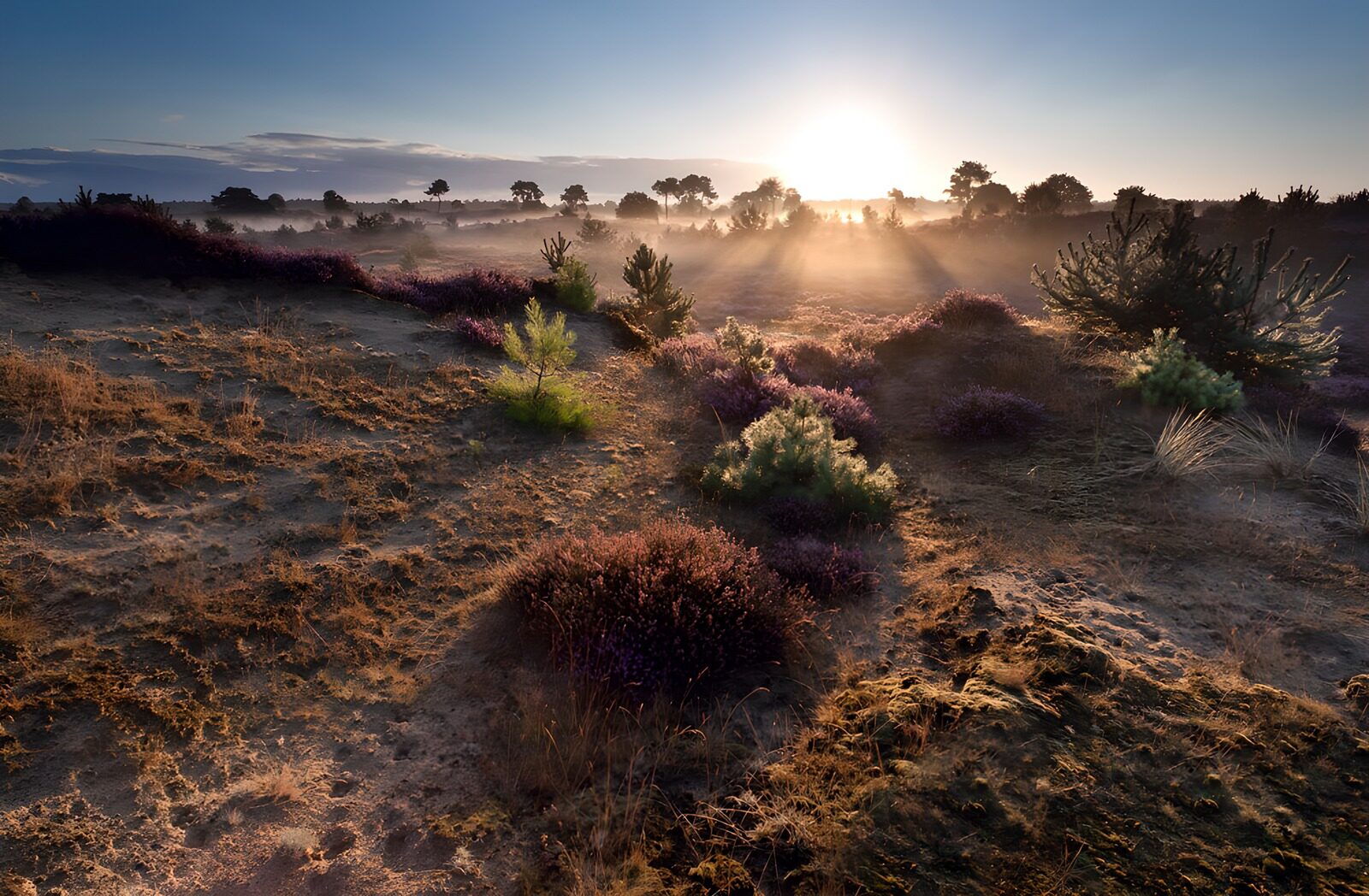 TPDE98450: Sonnenaufgang über der Heide