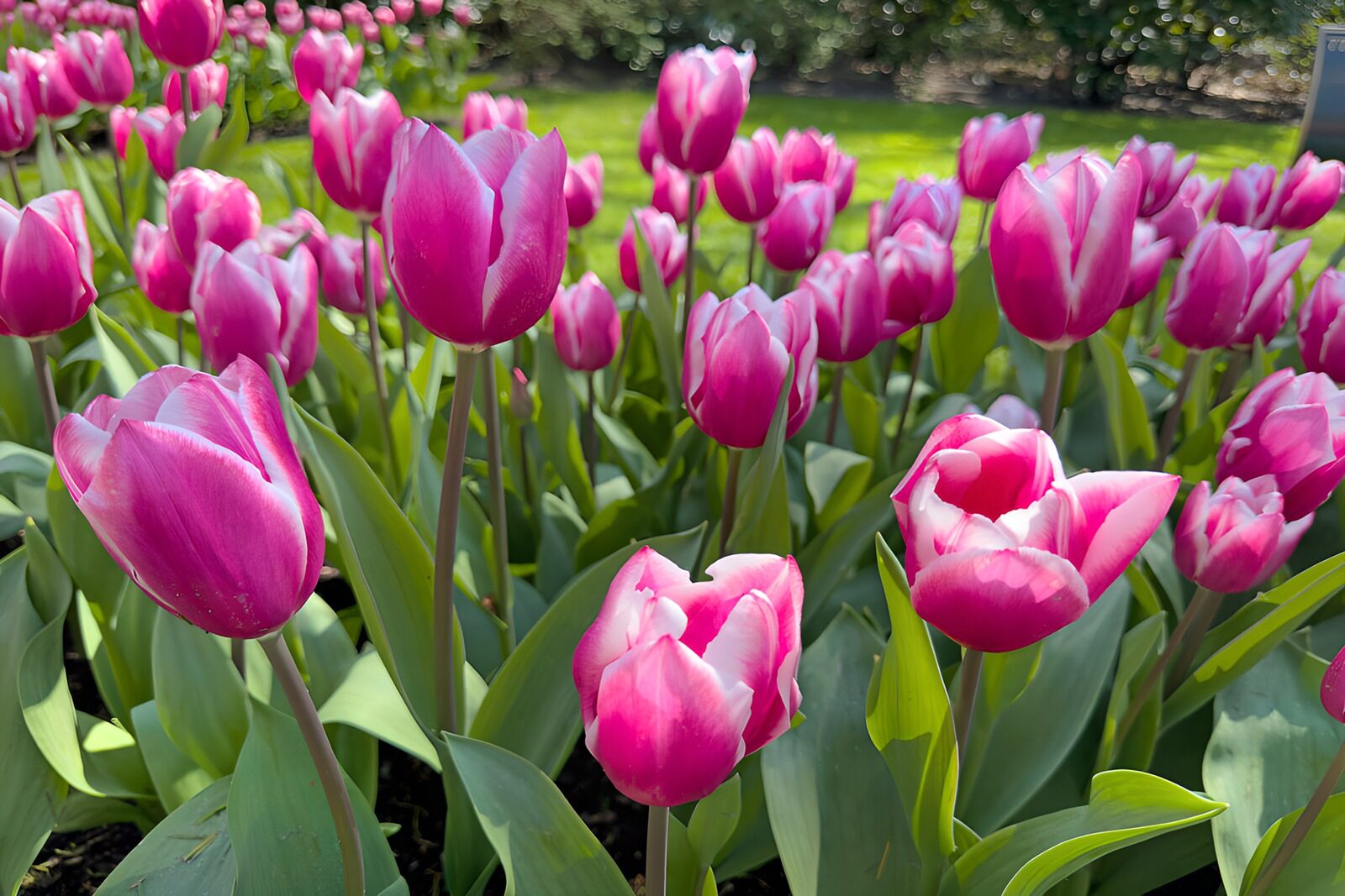 TPDE63210: Lebendige rosa Tulpen im Frühling
