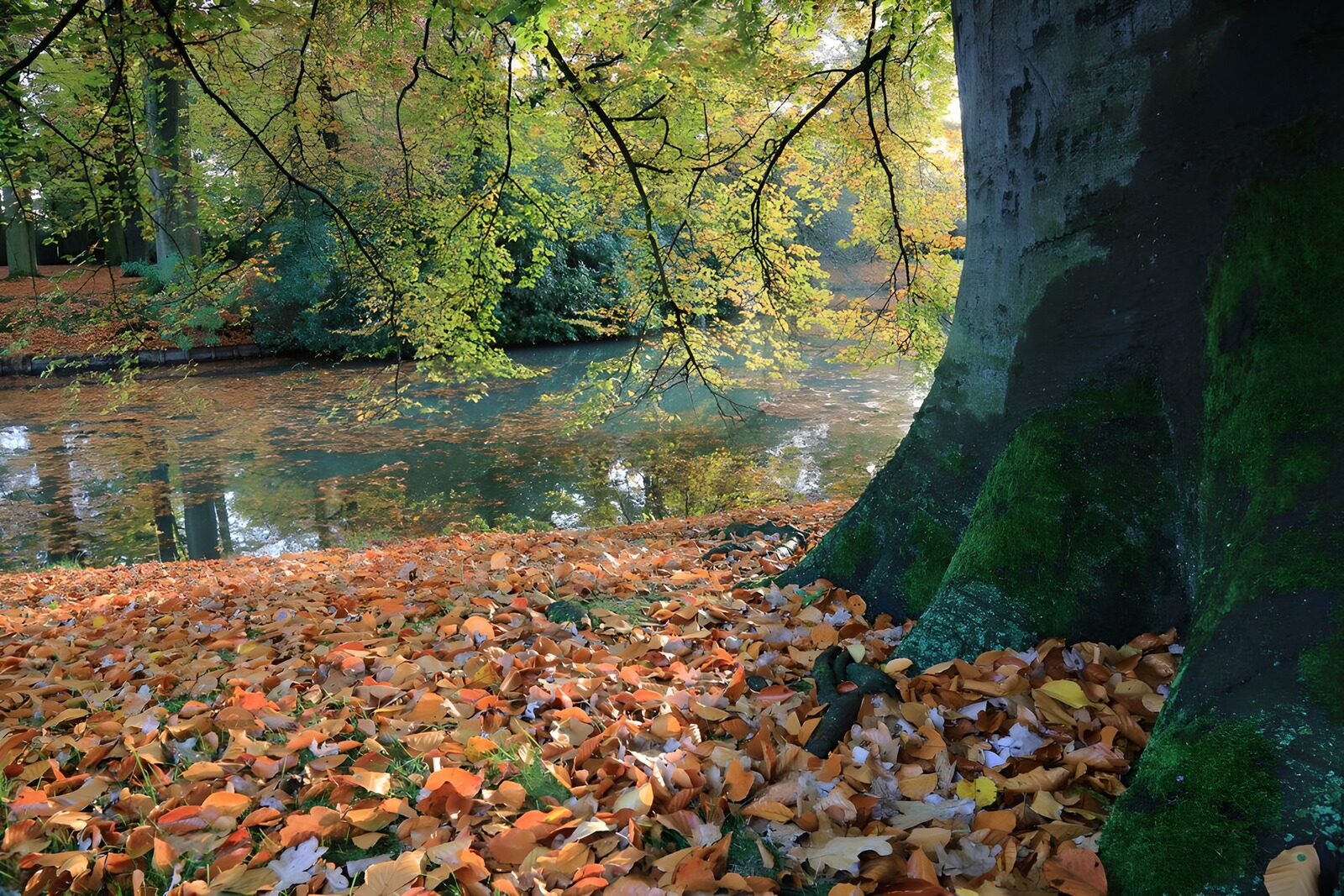 TPDE99567: Herbst im Park 2