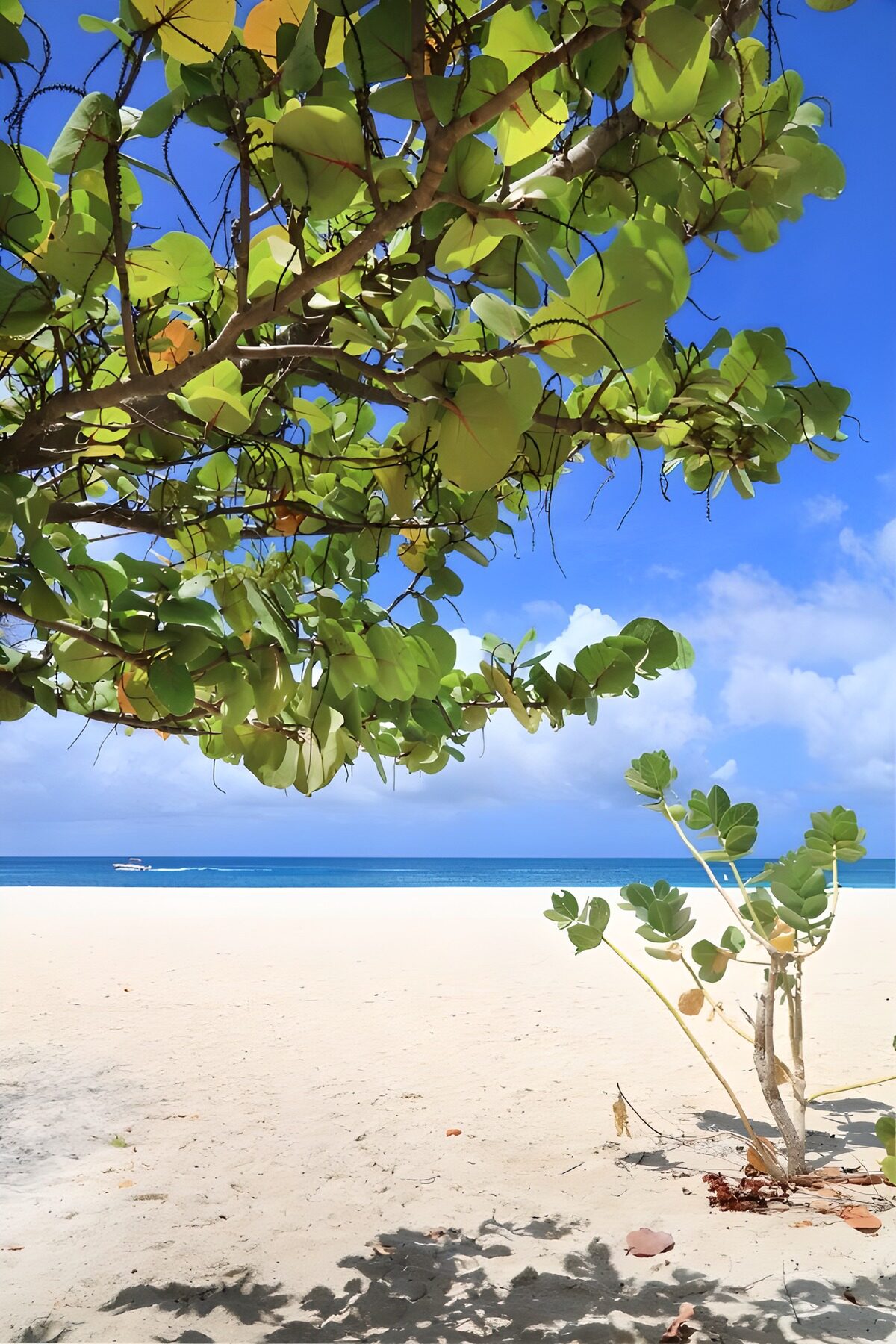 TPDE35391: Strandansicht mit grünem Laub