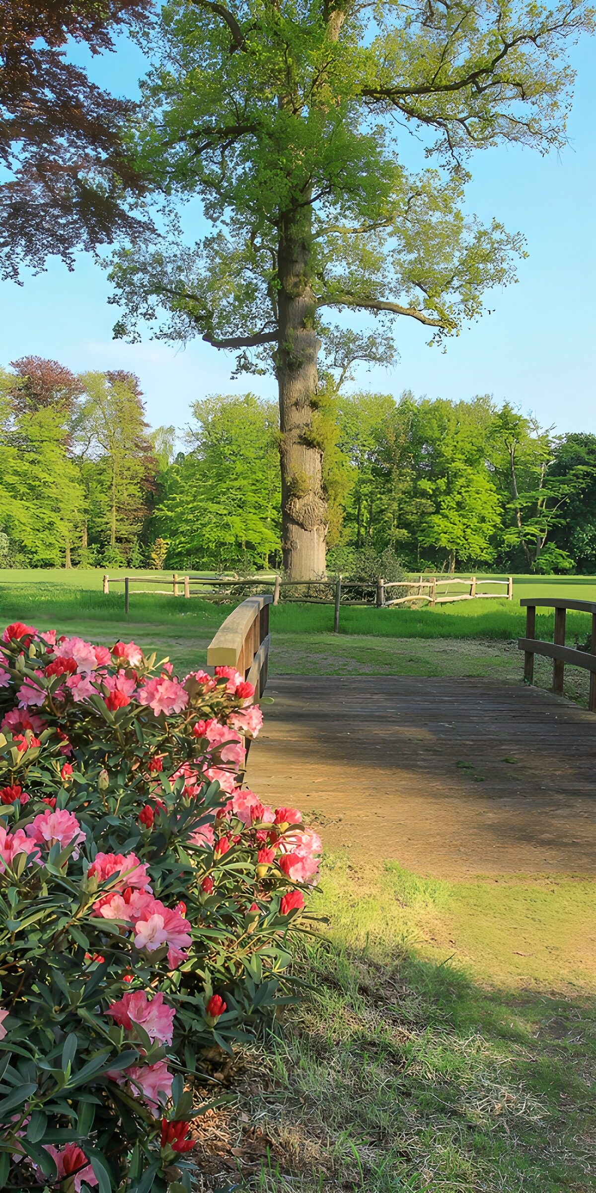TPDE61343: Blühende Landschaft im Frühling