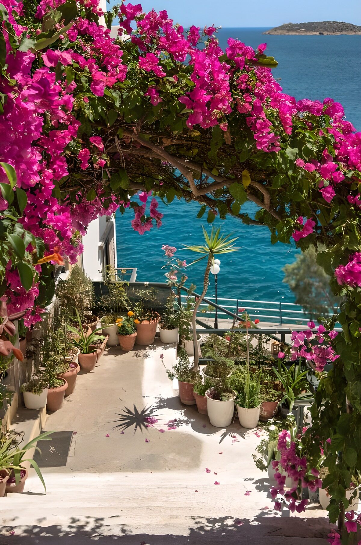 TPDE65415: Pergola mit Bougainvillea und Blick aufs Meer
