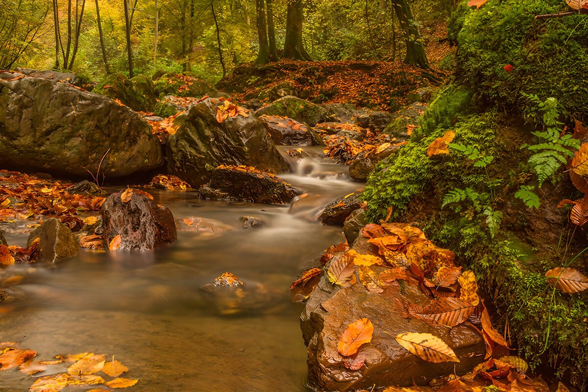 TPDE17294: Herbstlicher Waldfluss mit bunten Blättern