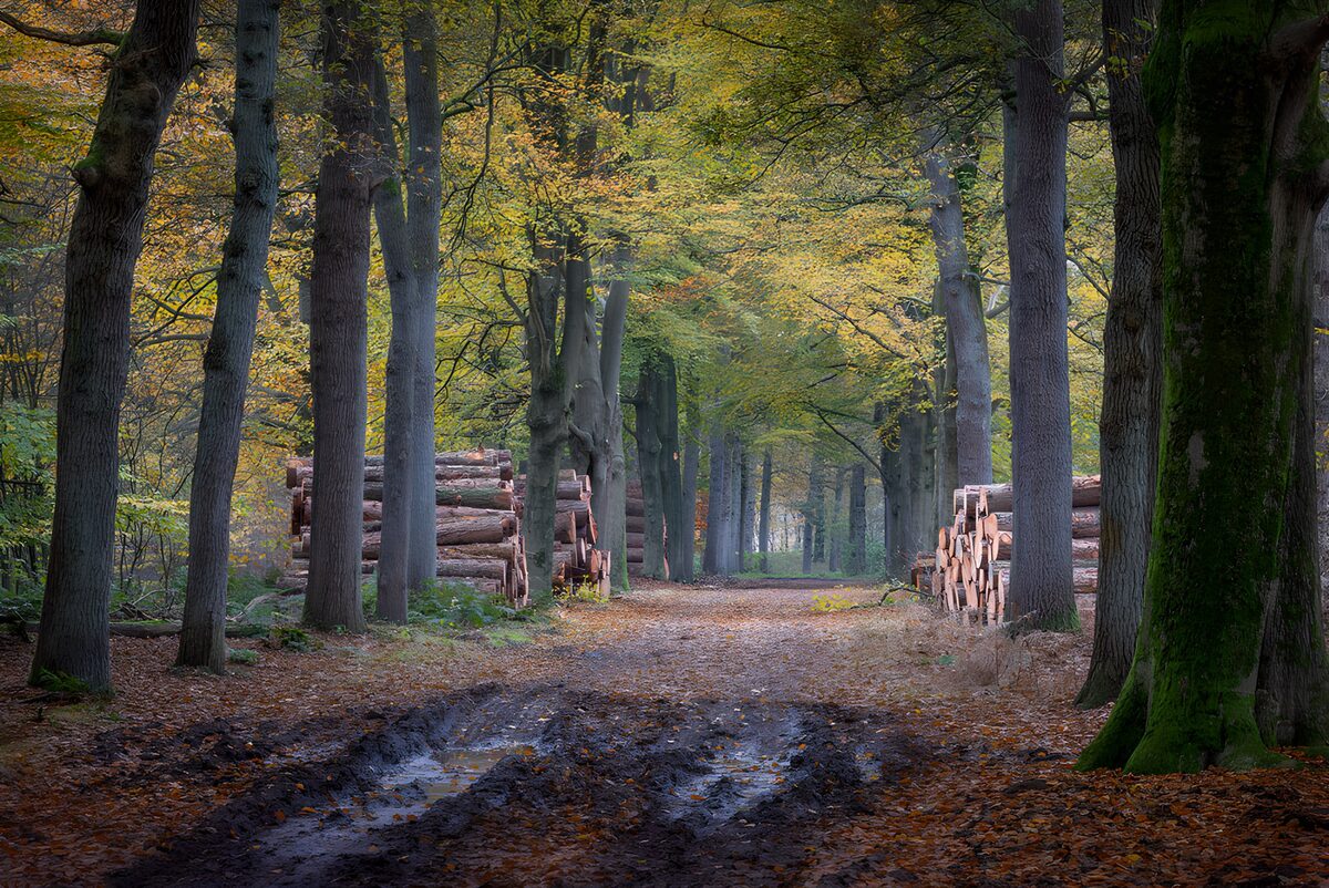 TPDE15650: Holzernte im Herbstwald