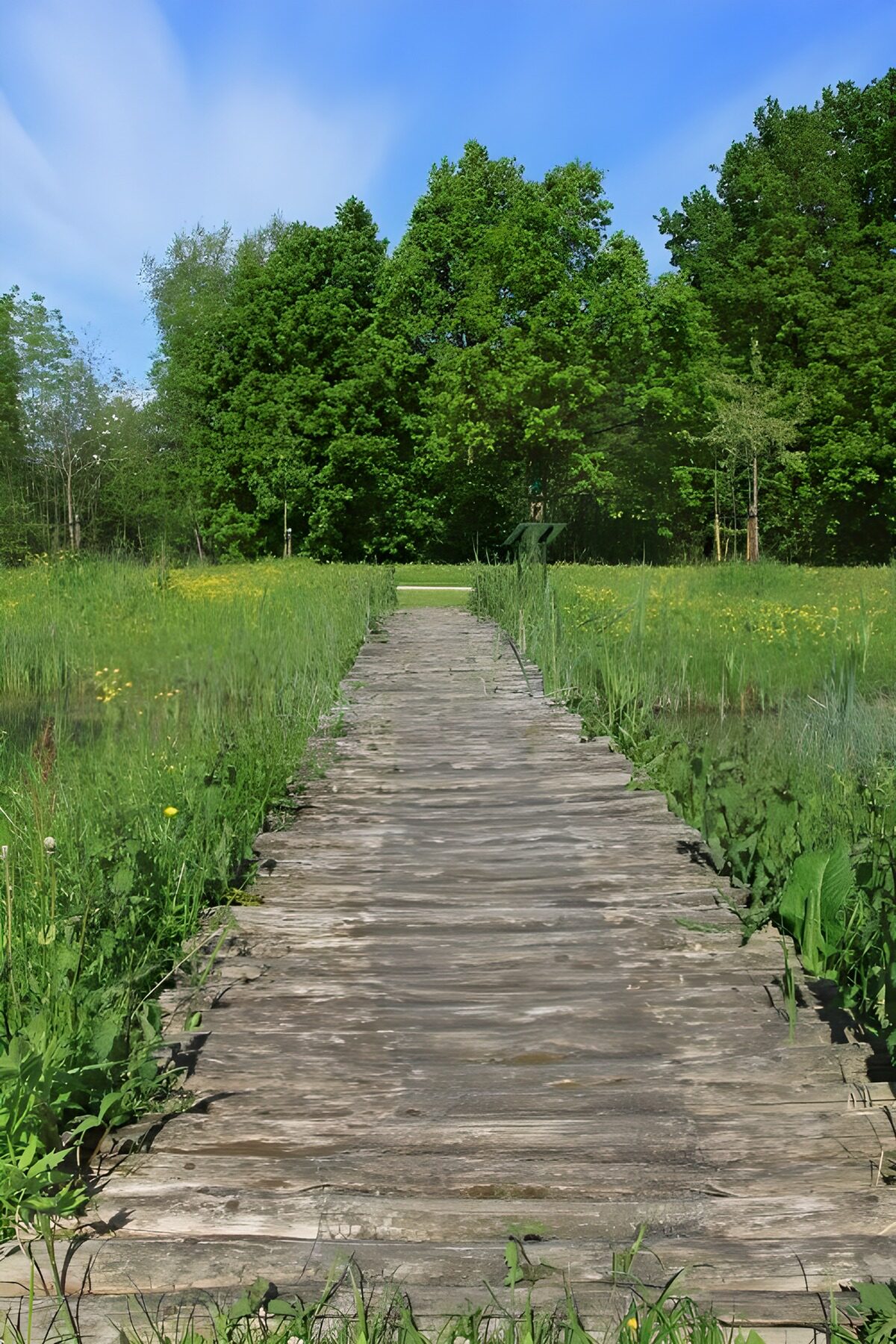 TPDE42074: Steg durch Moor zum Wald 