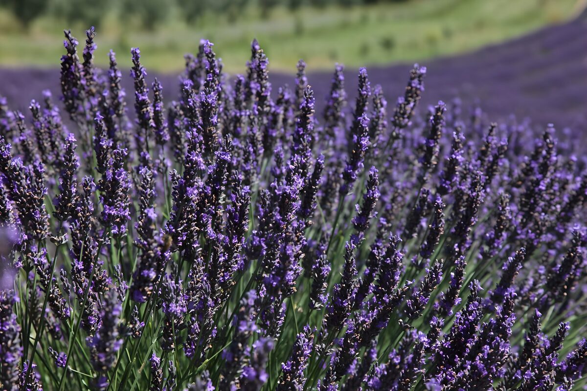 der blaue Lavendel ist ein Dauerblüher