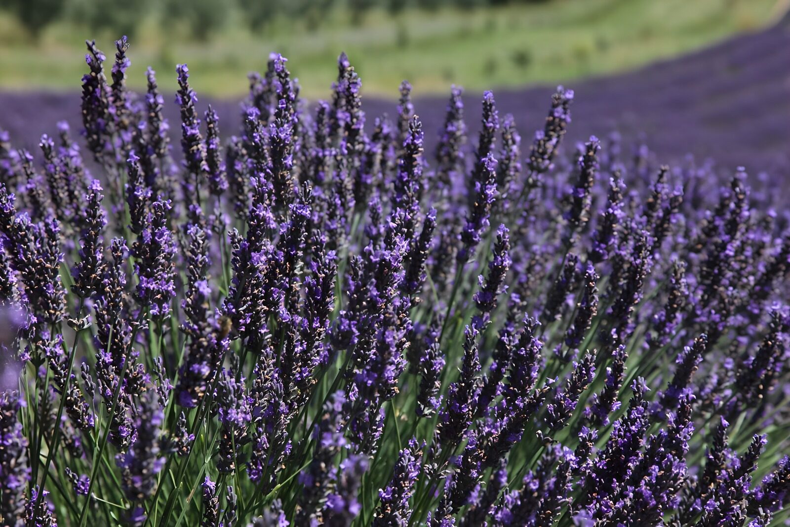 TPDE55979: der blaue Lavendel ist ein Dauerblüher