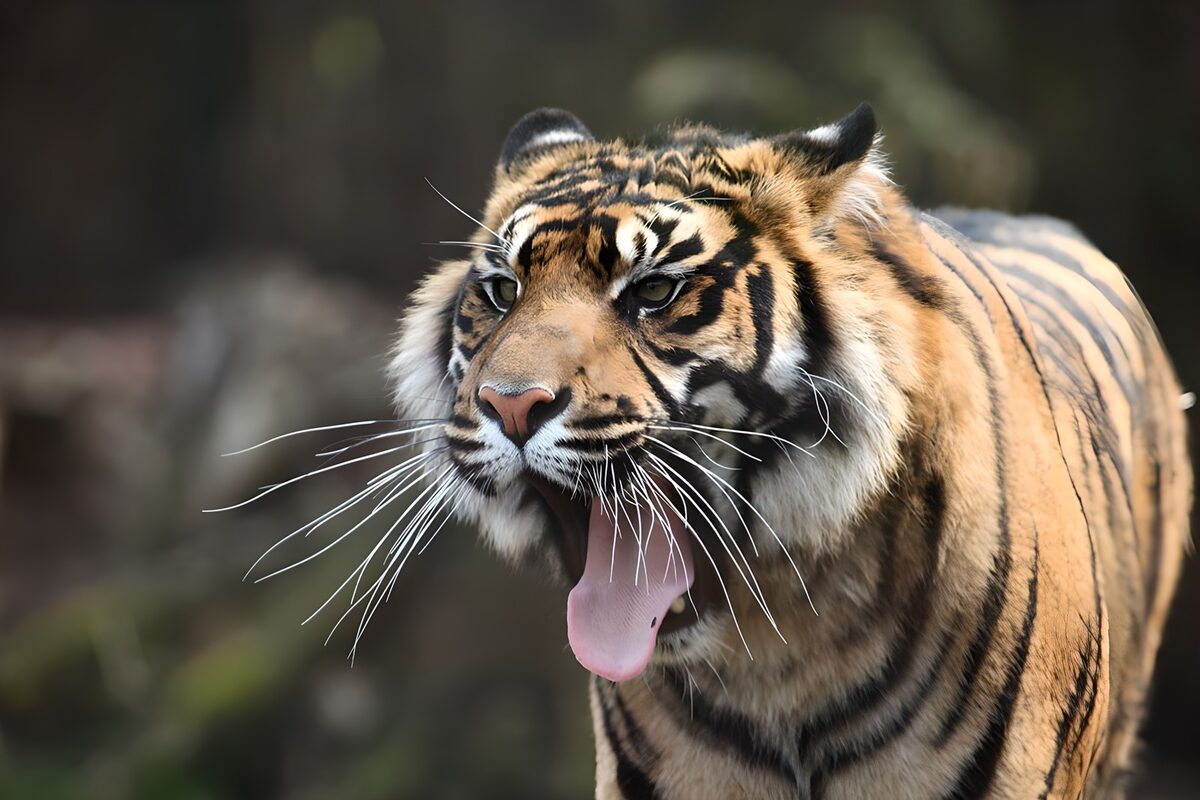 TPDE99452: ein brüllender Tiger