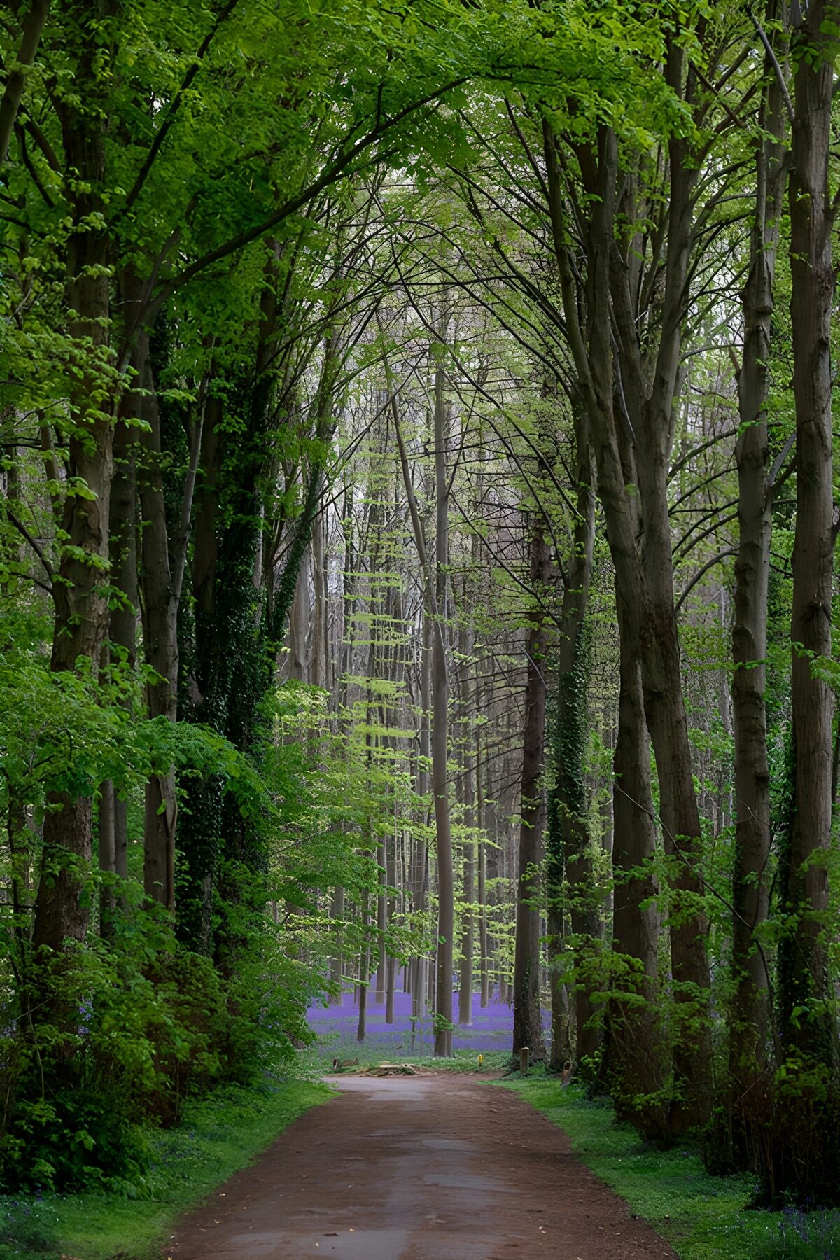 TPDE39459: Magischer Waldweg im Frühling
