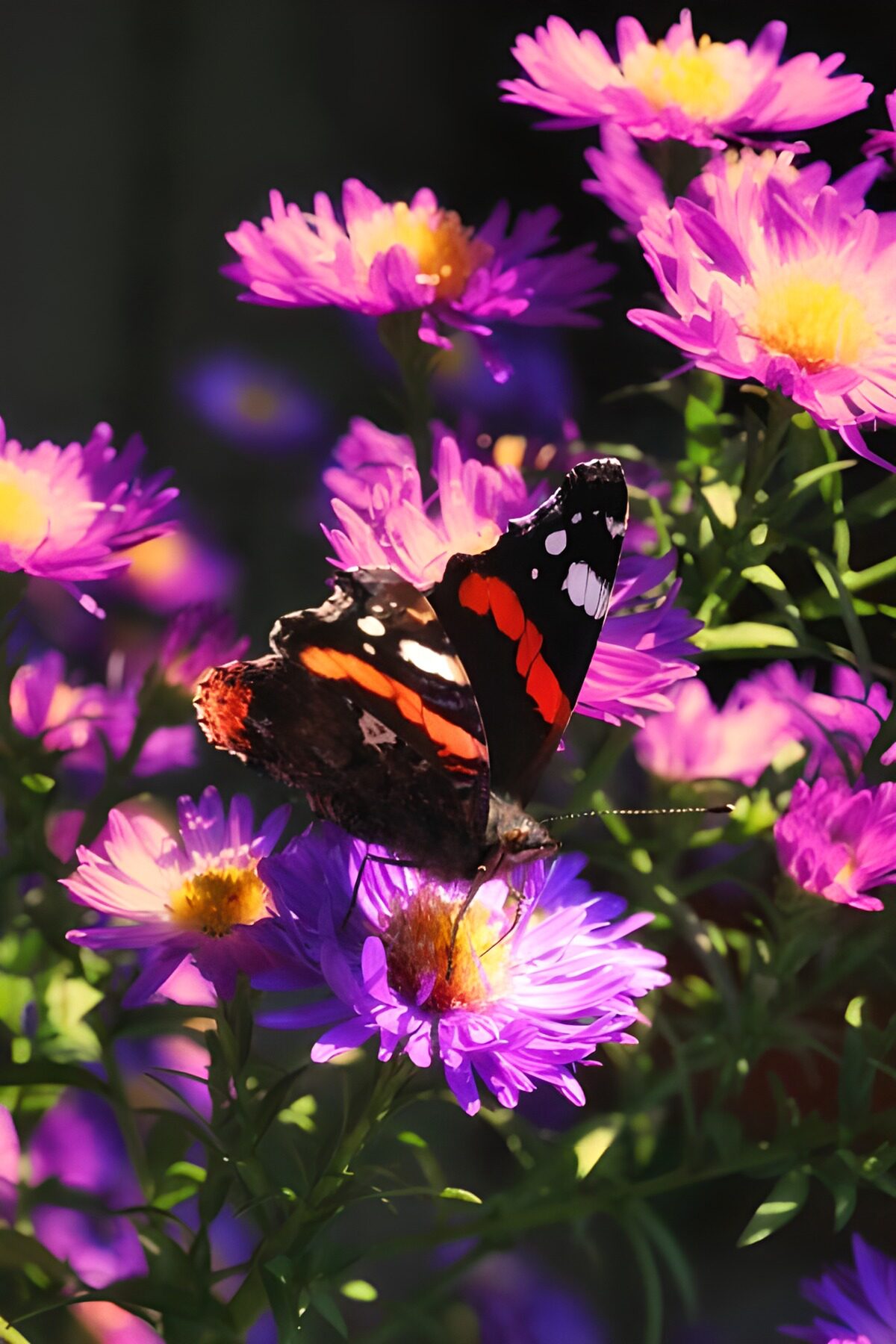 TPDE42415: Schmetterling "der Admiral" auf der Suche nach Nektar