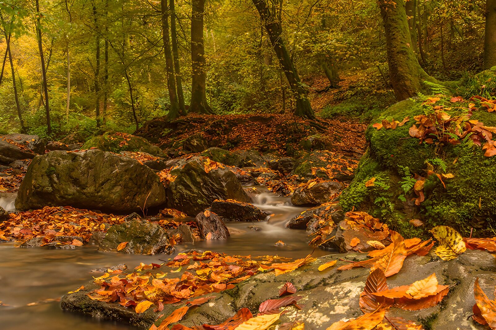 TPDE16644: Herbstliche Waldlandschaft am Bach