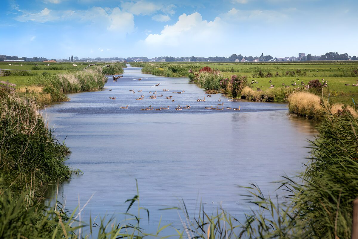 TPDE92840: Ruhiger Fluss mit Wildenten im Grünen