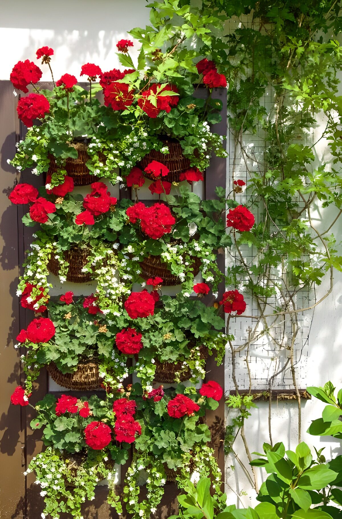 rote Kletterrosen