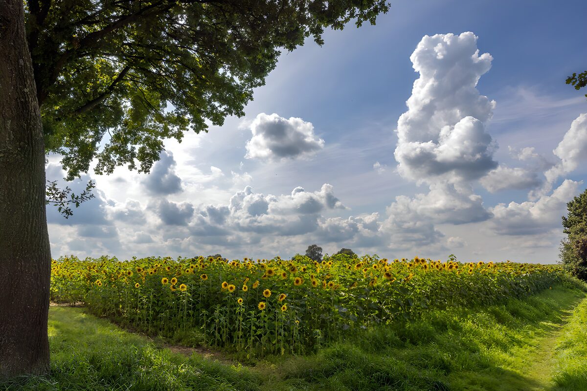 TPDE27884: Sonnenblumenfeld unter wolkigem Himmel