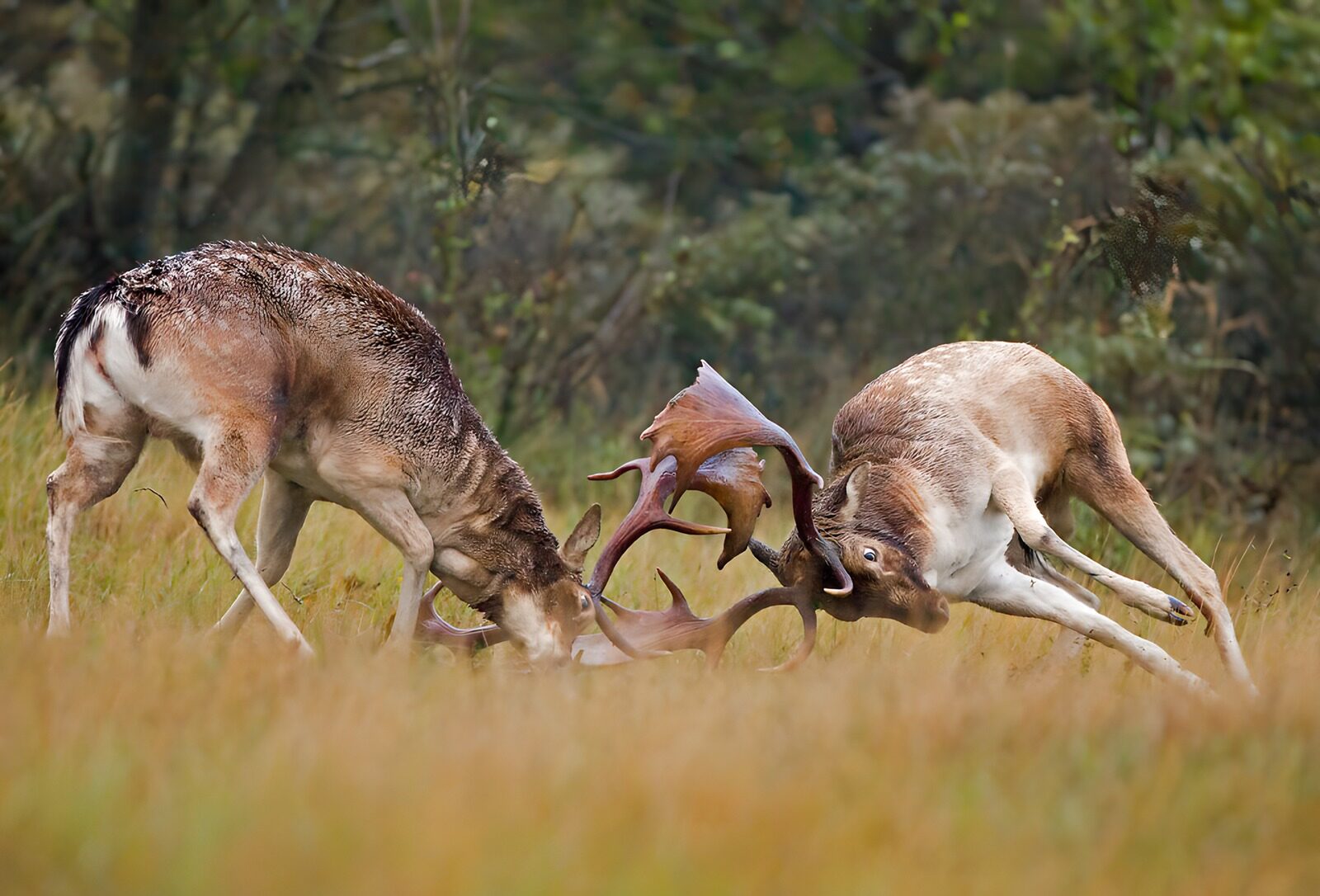 TPDE62583: Kämpfende Rehe im Herbst