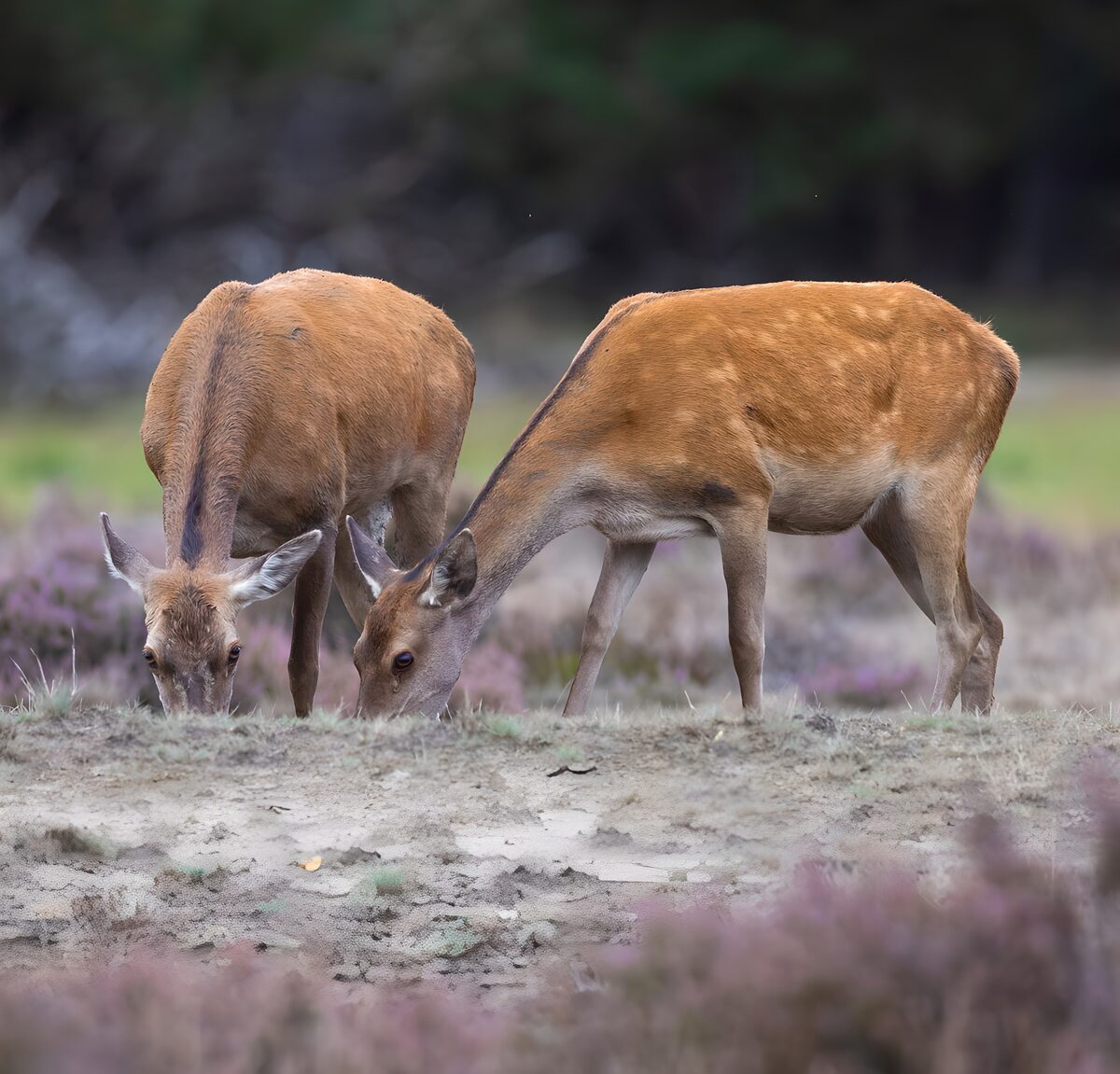 TPDE99646: Rehe im Heidelandschaft
