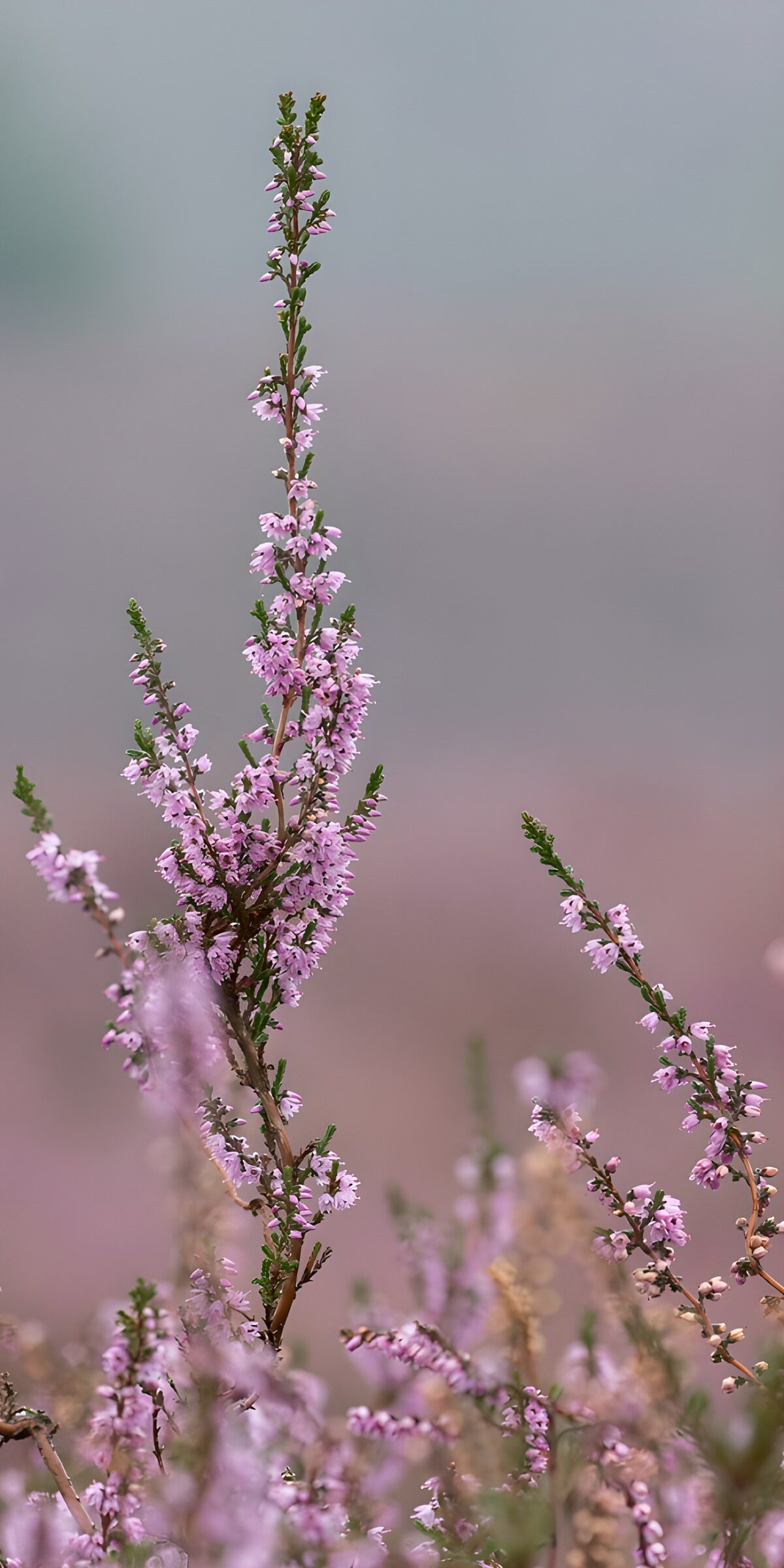 TPDE16957: Zarte Heideblüten im Morgennebel