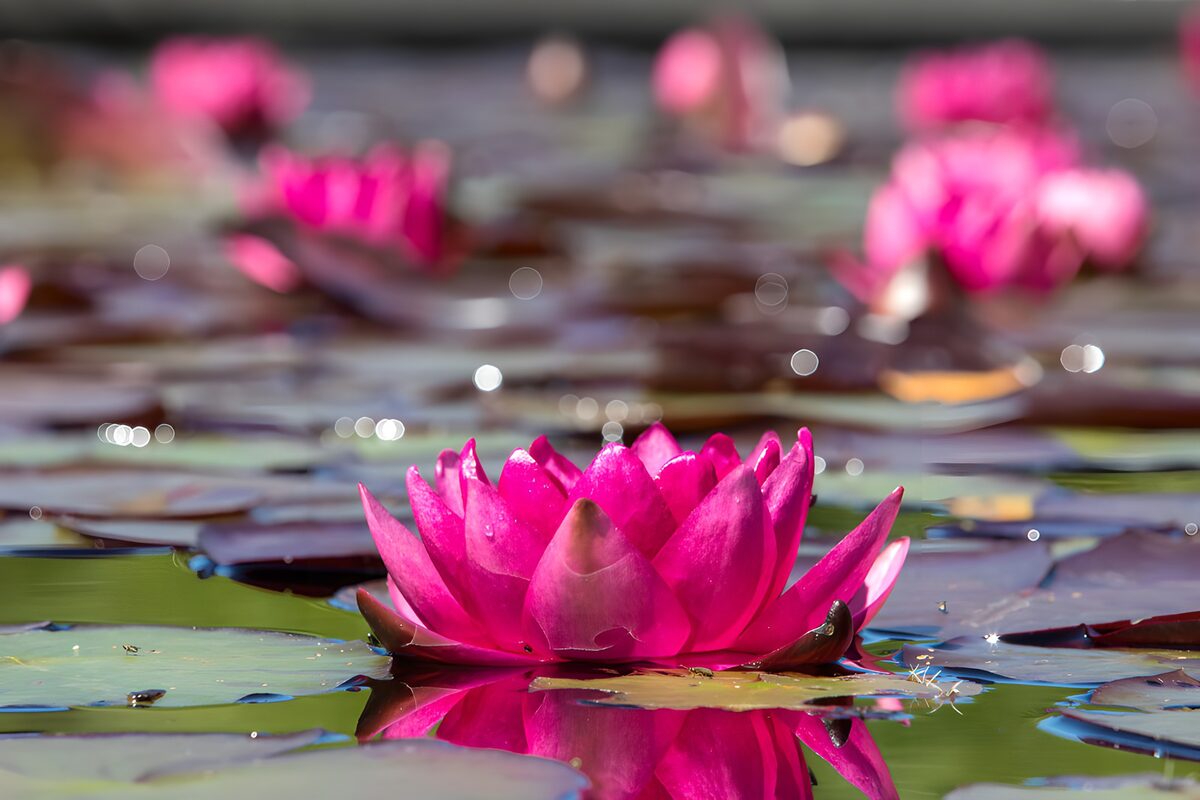 Schöne pinke Seerosen im Wasser