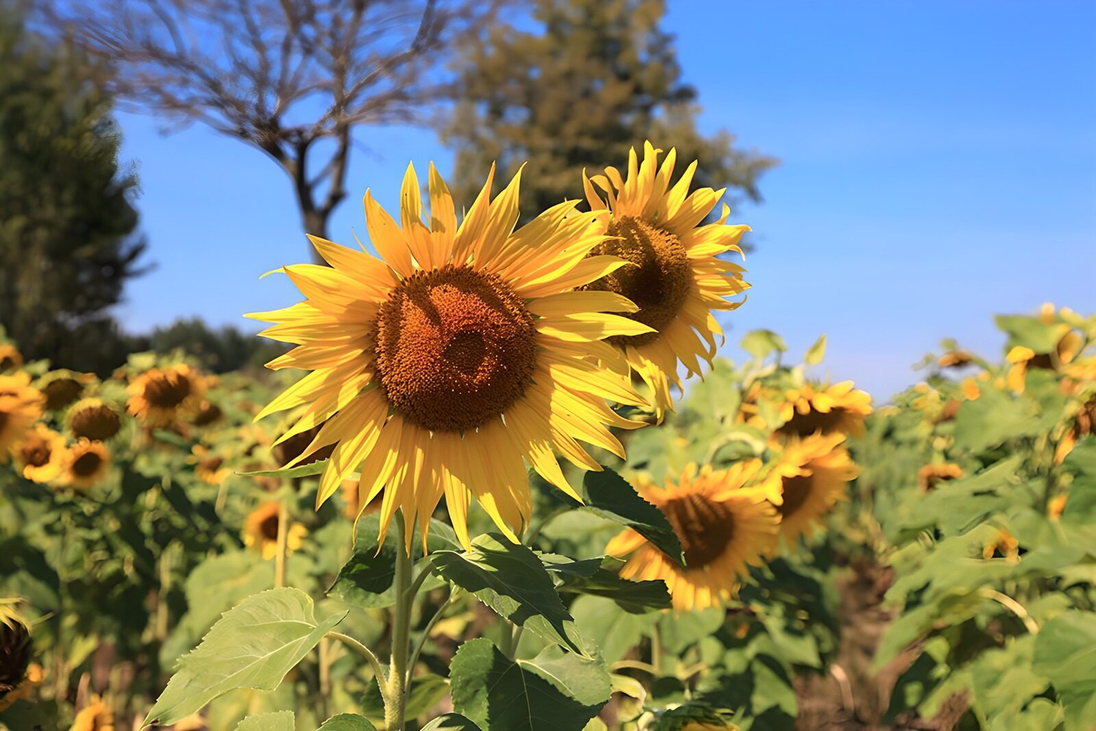 TPDE49480: Sonnenblumenfeld