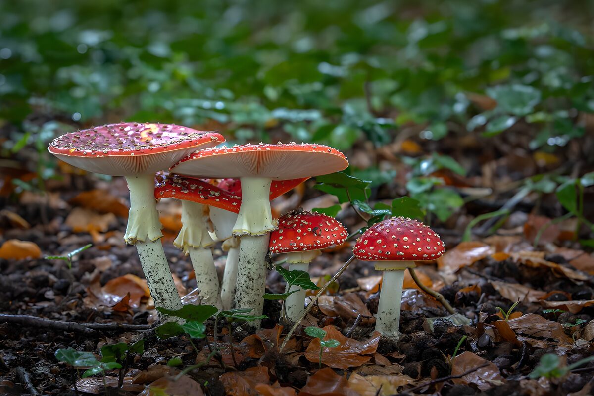 Rote Fliegenpilze im Wald