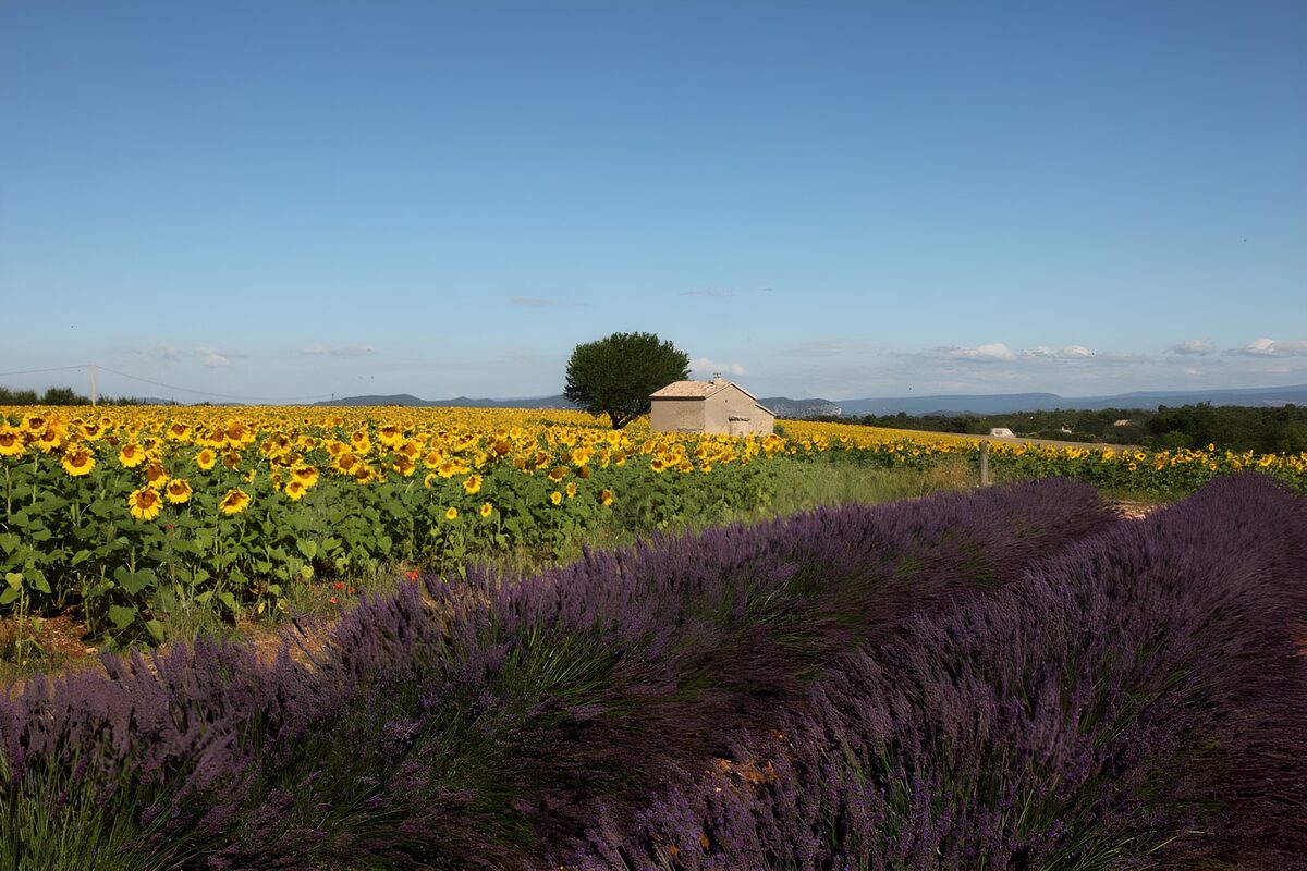 TPDE30621: Landhaus in der Provence mit Olivenbäumen, Sonnenblumen und Lavendelfeldern