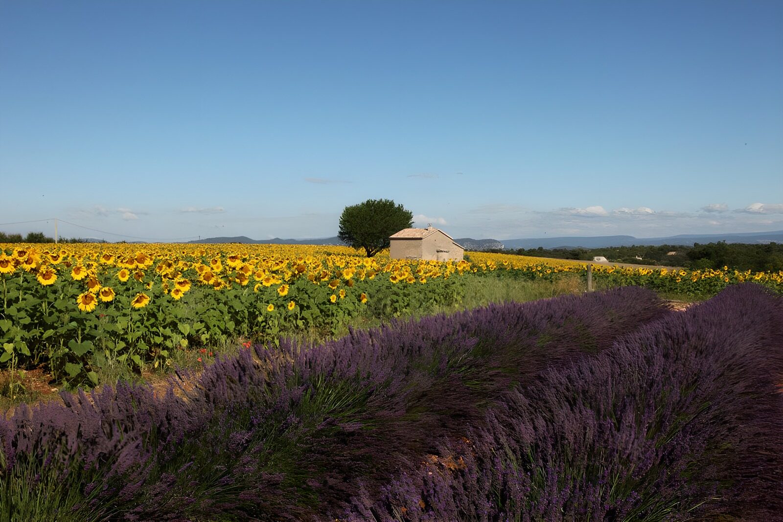 TPDE30621: Landhaus in der Provence mit Olivenbäumen, Sonnenblumen und Lavendelfeldern