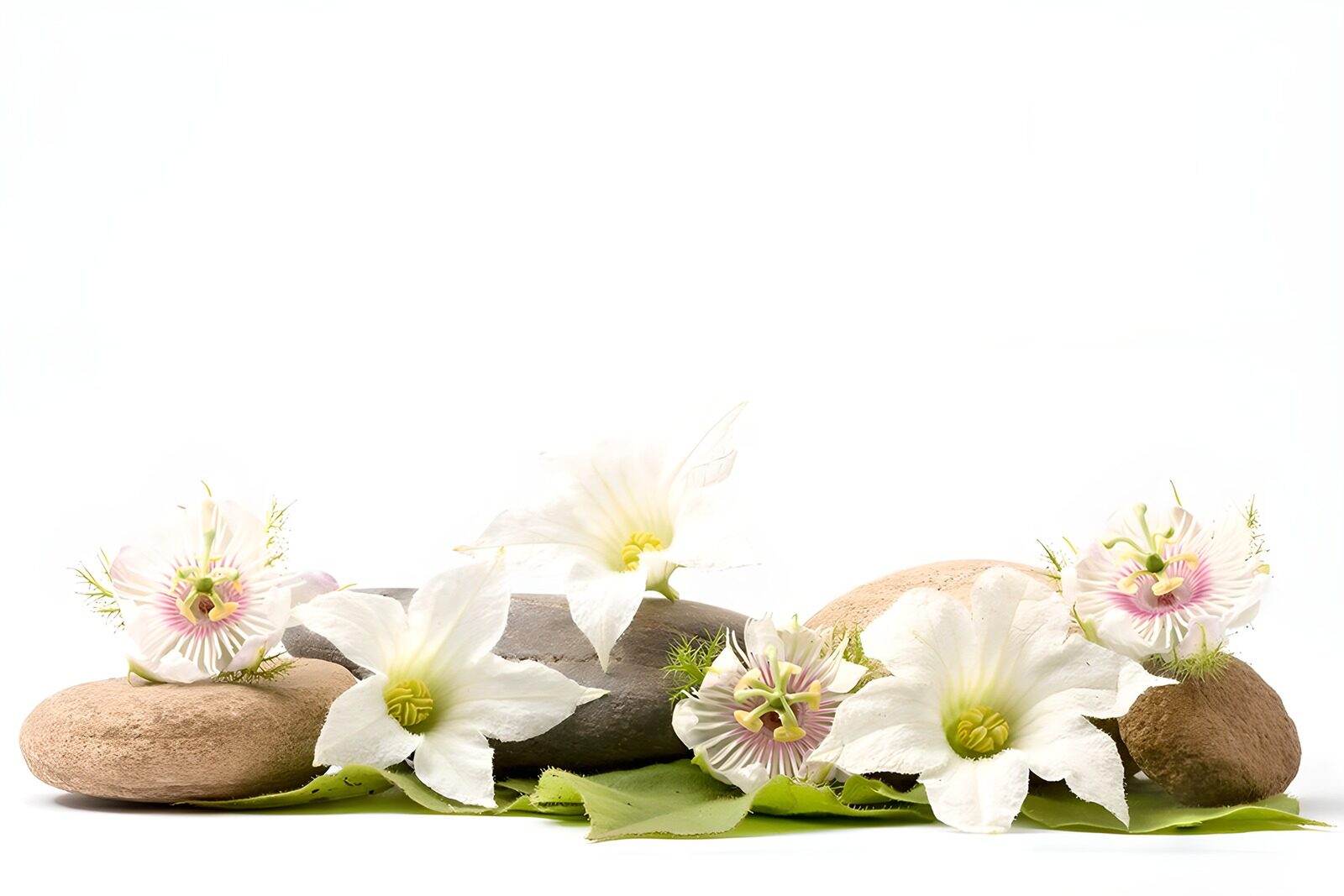 TPDE68409: entspannende Szene mit Blüten und Steinen