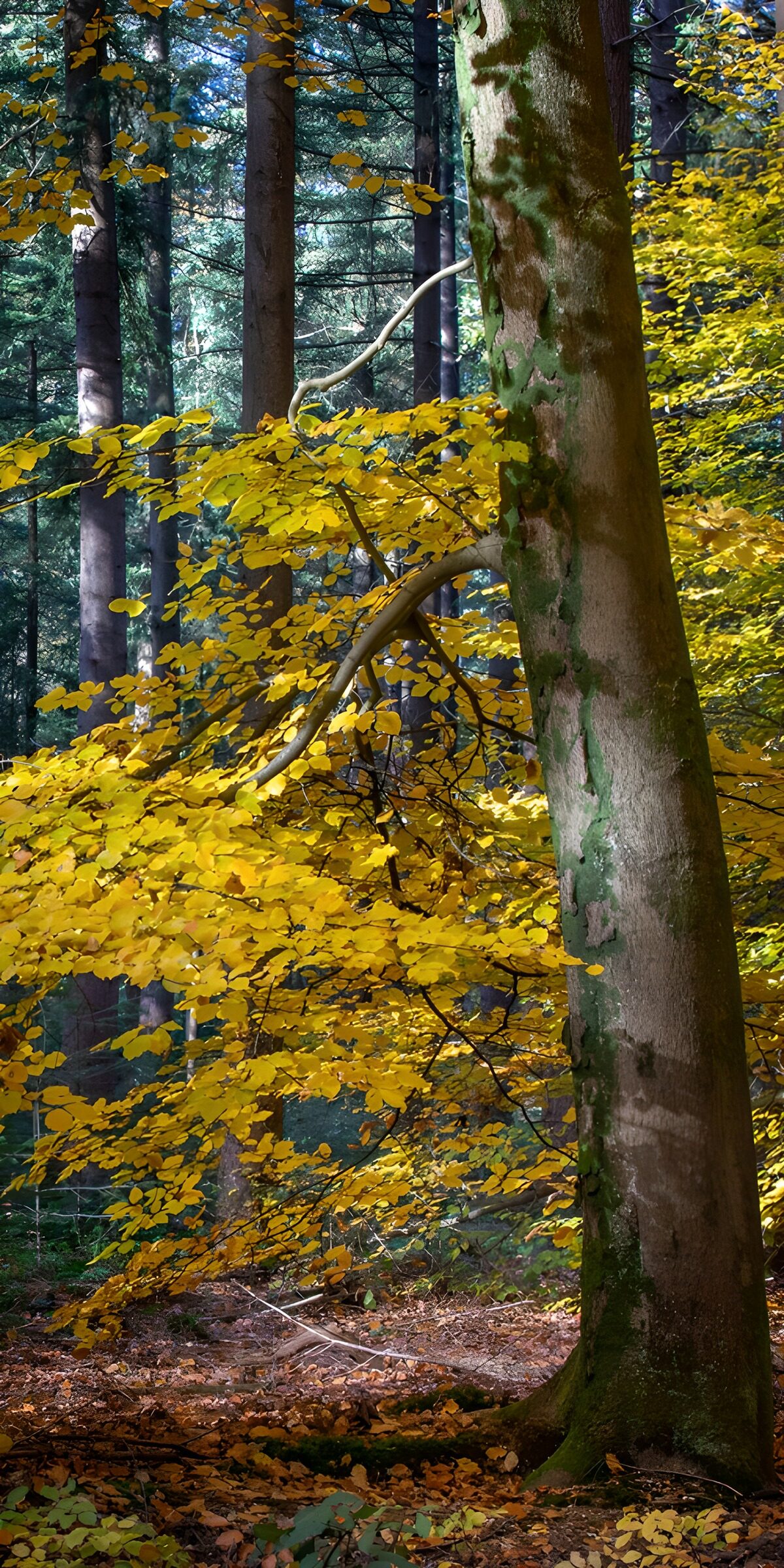 TPDE44475: Herbstlicher Wald voller goldener Blätter