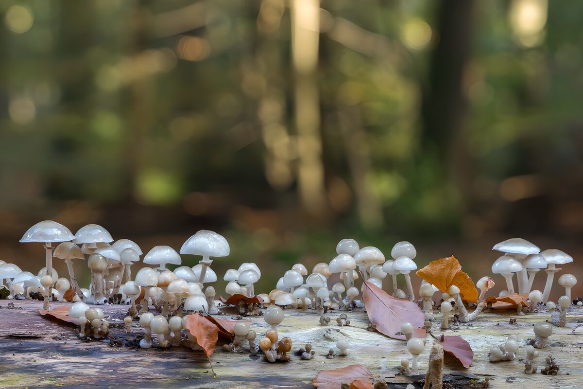 TPDE20458: weiße Pilze "Buchen-Schleimrüblinge" im Herbst 