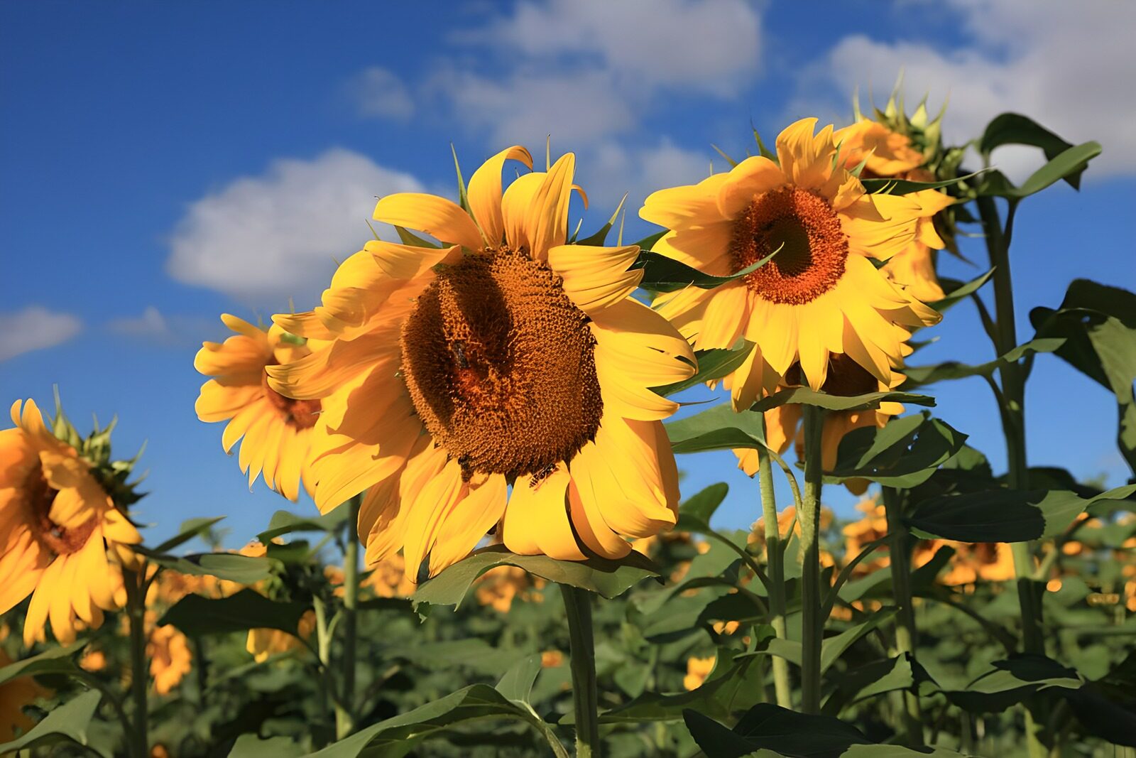 TPDE60891: die Sonnenblumen strecken sich der Sonne entgegen