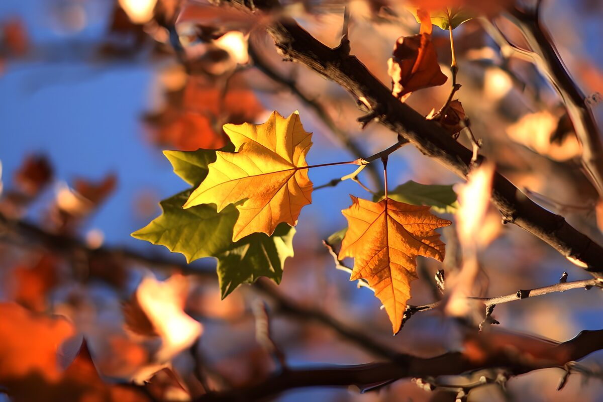das Laub der Bäume verfärbt sich im Herbst