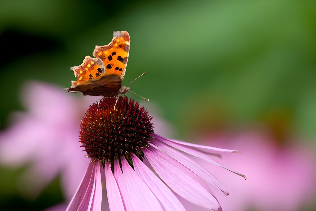orangefarbener Schmetterling auf einem Purpur-Sonnenhut