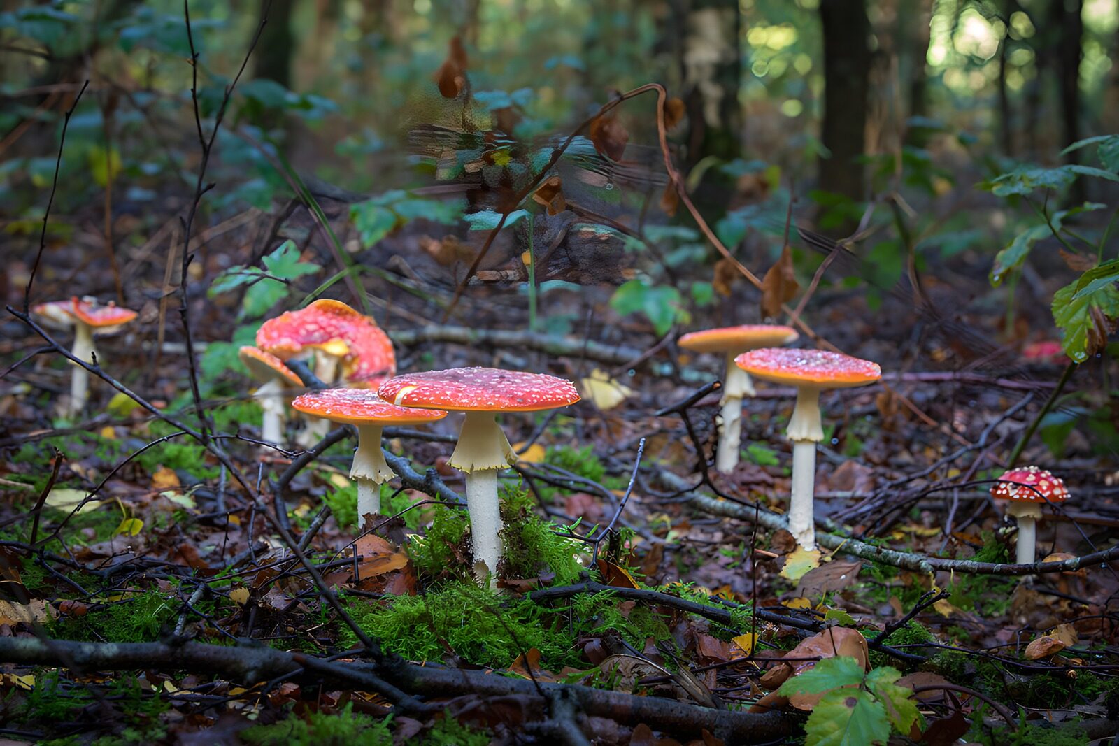 TPDE23445: Fliegenpilze im herbstlichen Wald