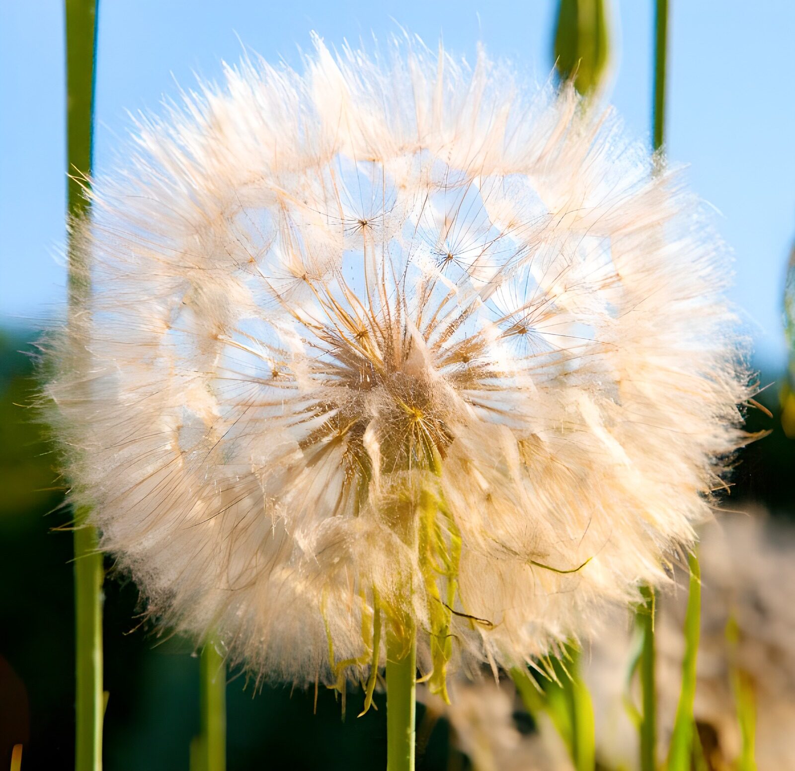 TPDE47053: Weiße Pusteblume