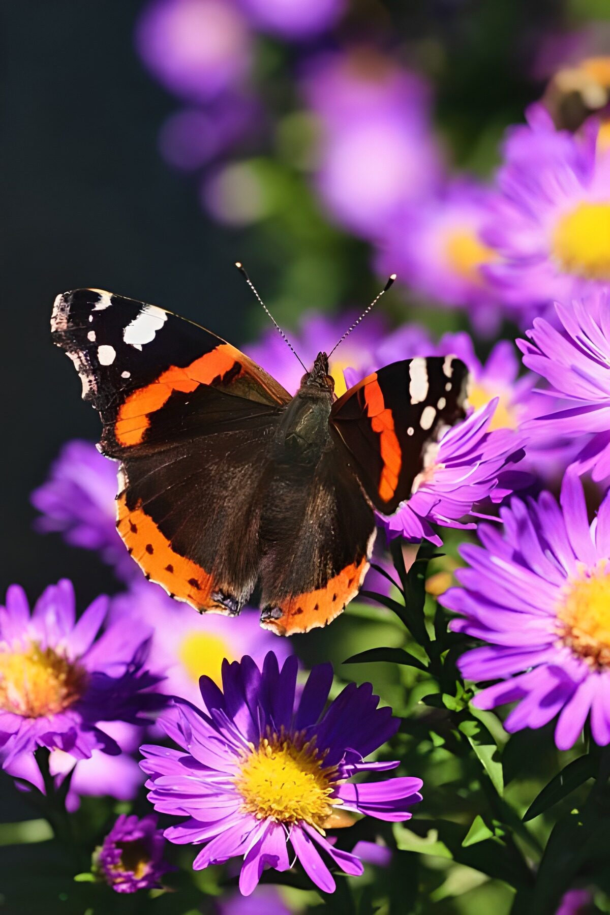 TPDE29525: wunderschöner brauner, orangefarbener Falter  auf lilafarbenen Blüten