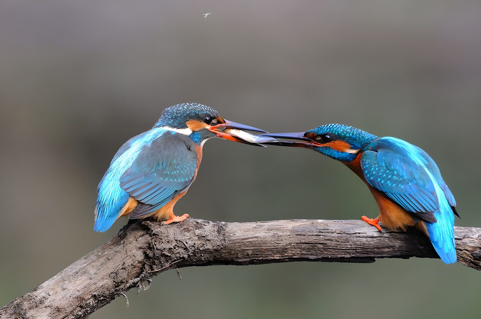 TPDE52194: Männlicher Eisvogel füttert seinen Jungen