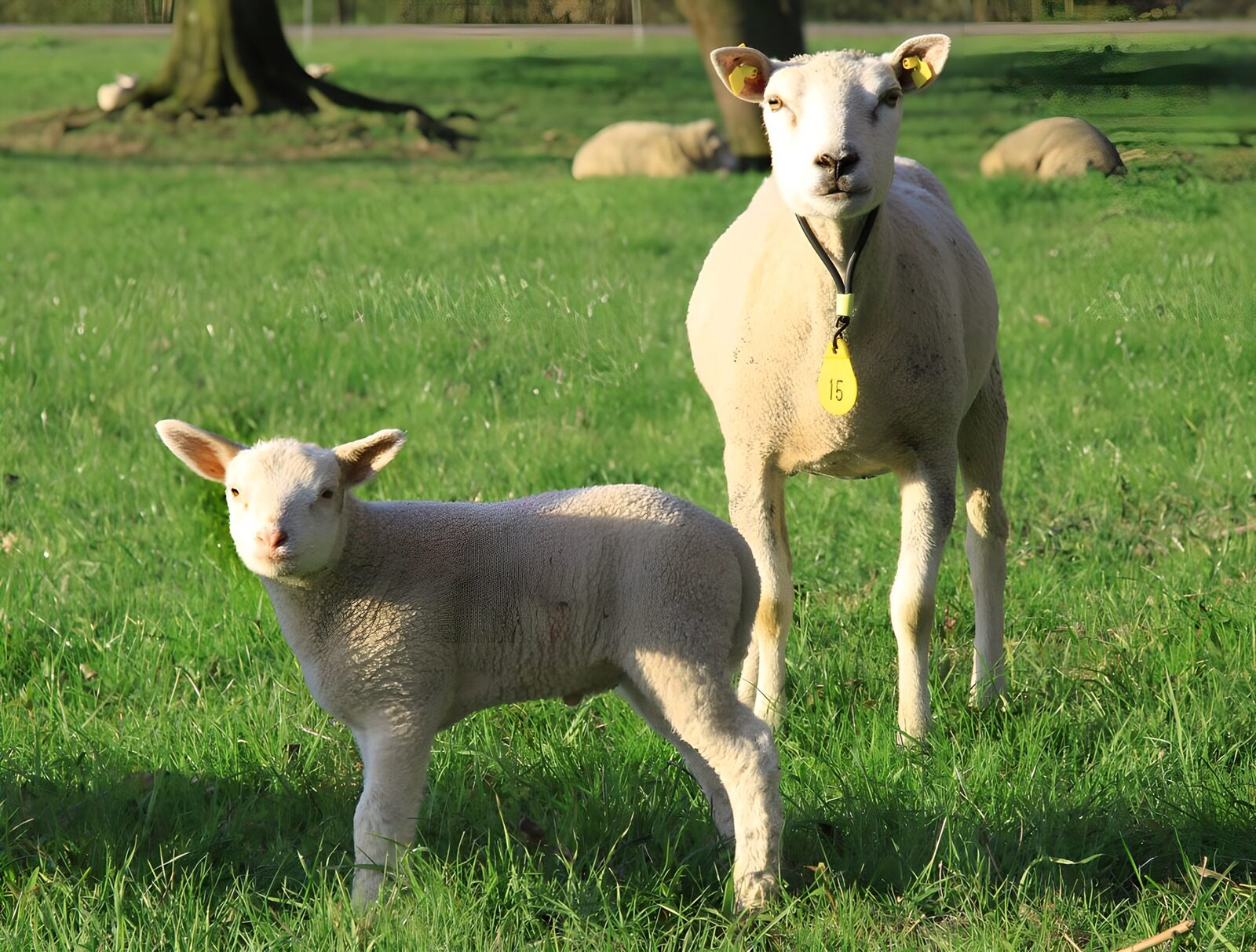 TPDE90479: Schaf und Lamm auf der  Weide