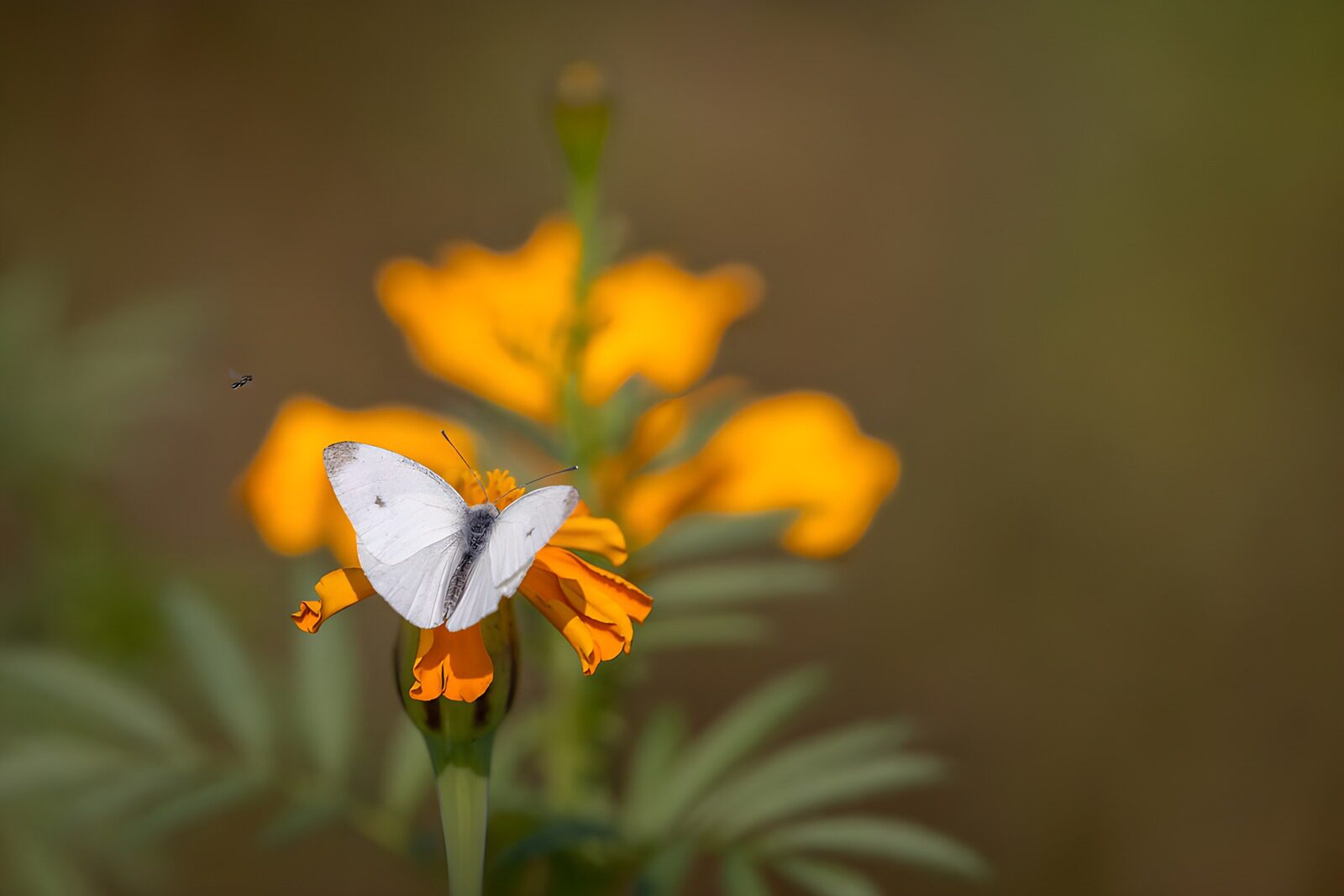 TPDE76231: Schmetterling auf einer gelben Blume