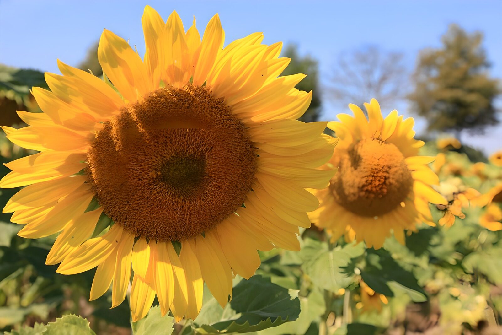 TPDE26269: das leuchtende Gelb der Sonnenblume